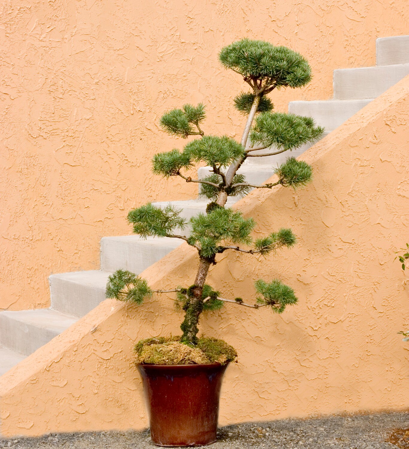 Monrovia 06546MOP Austrian Pine Accent Shrub in 7.97 -Gallon Pot 1 -Pack