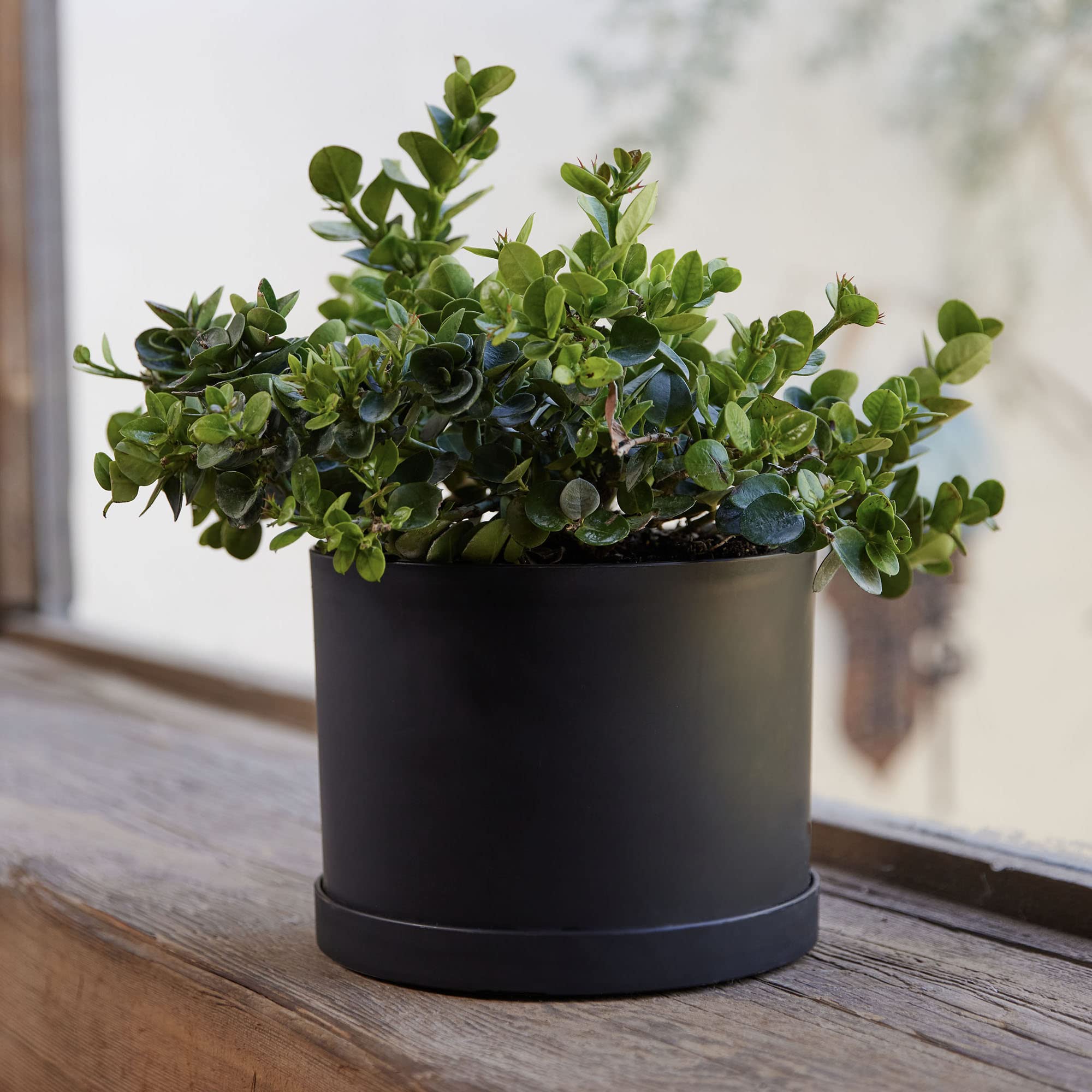 Bloem MAT0800 Planter-Window-Box - View #3