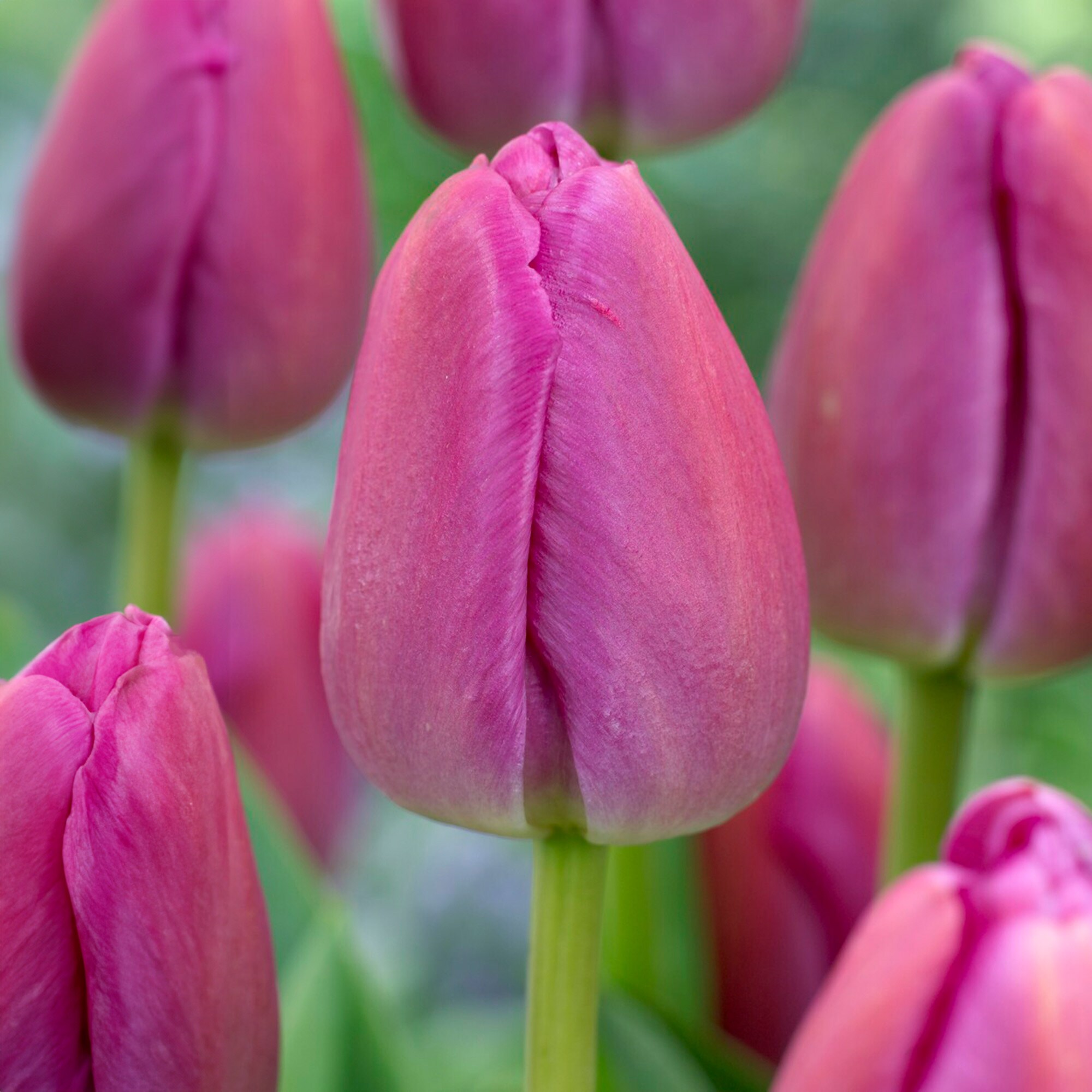 Garden State Bulb ECF-59-25-01 Purple Purple Pride Darwin Hybrid Tulip Bulbs 25 Count