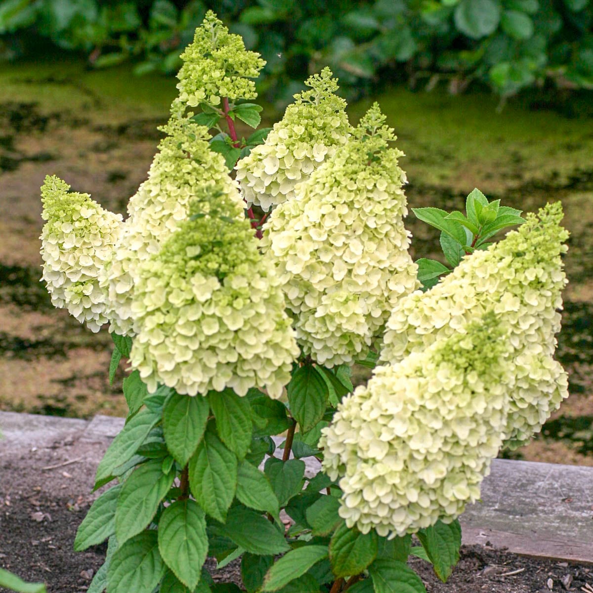 Spring Hill Nurseries 93292 shrubs - View #3