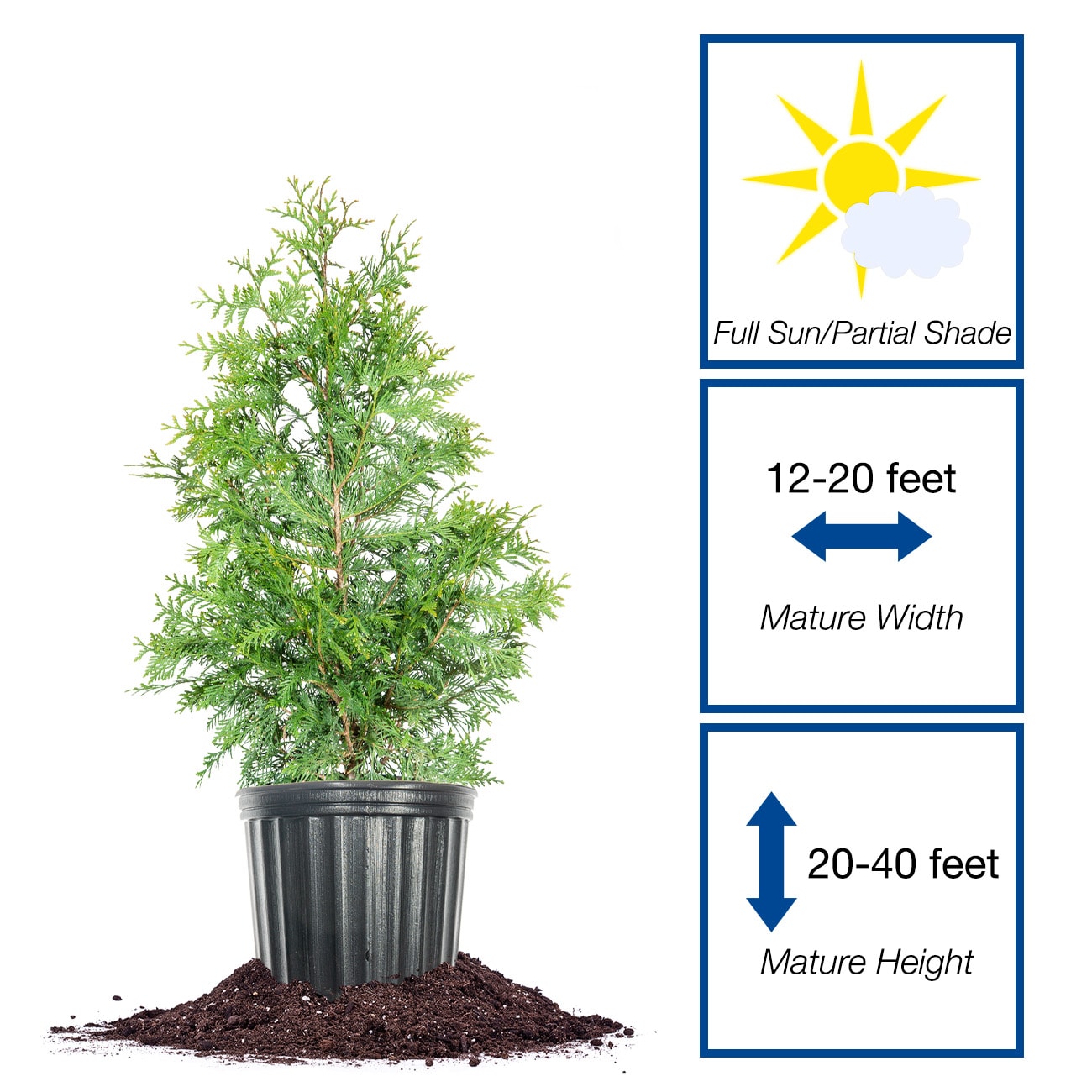 Perfect Plants LOTHUJAGREENGNT1-2FT trees - View #2