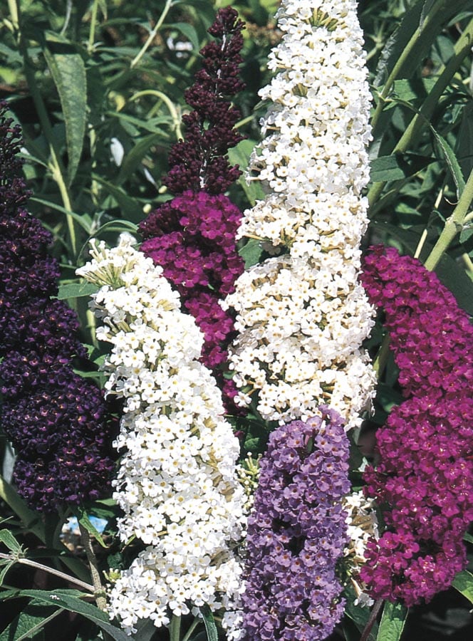 Lowe's 2.5QTBUDDLFC Purple Butterfly Bush Flowering Shrub in In pot (with soil)