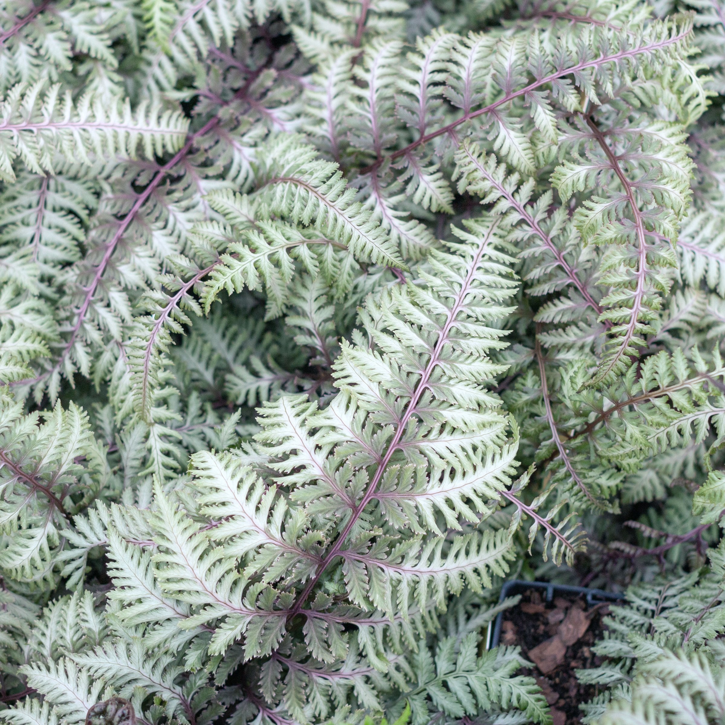 National Plant Network LW2576 Pearly White Painted Fern Plant in 5.5 -in Pot 1 -Pack