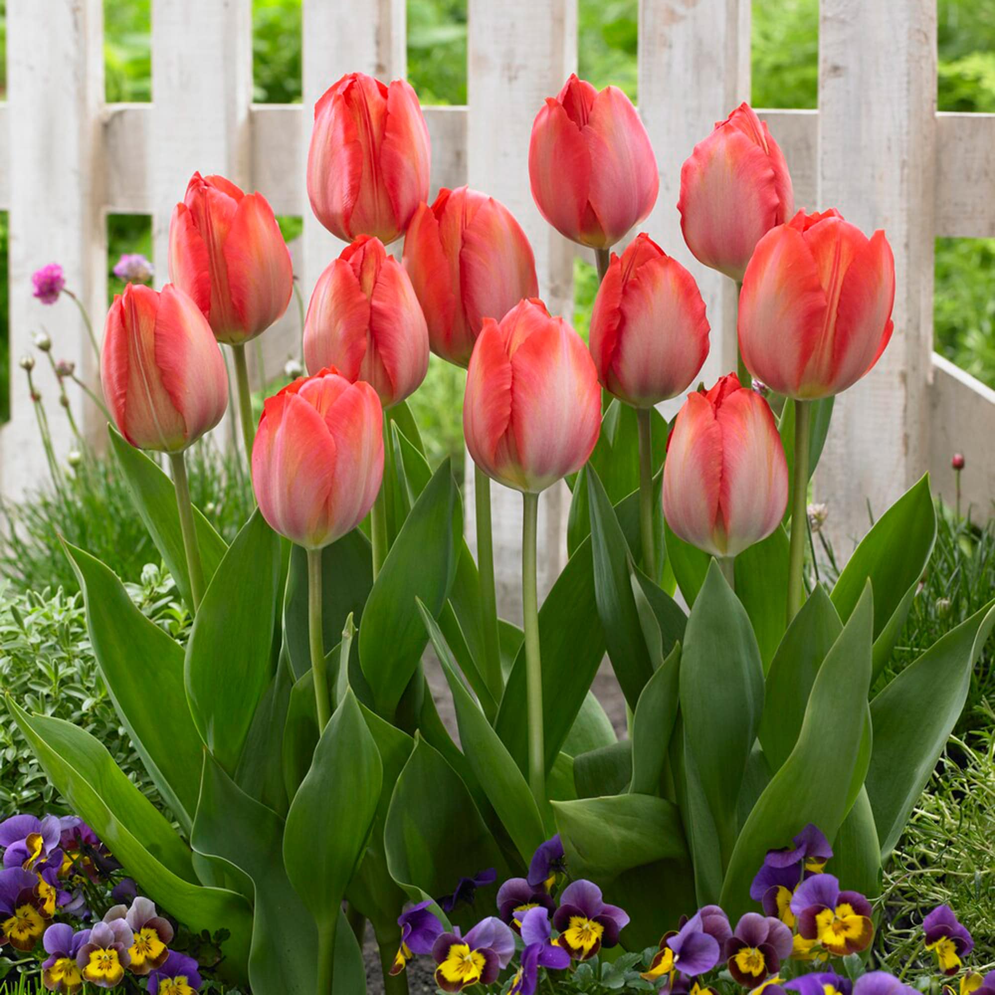 Garden State Bulb ECF-62-100-04 Plant-Bulbs - View #6