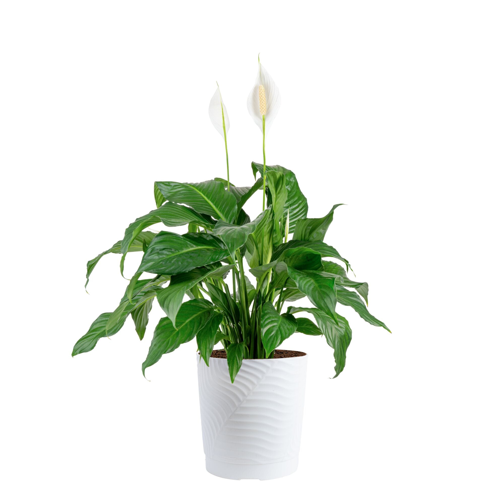 Costa Farms White Spathiphyllum Peace Lily House plant in 10 Inch(es) Pot 1 -Pack