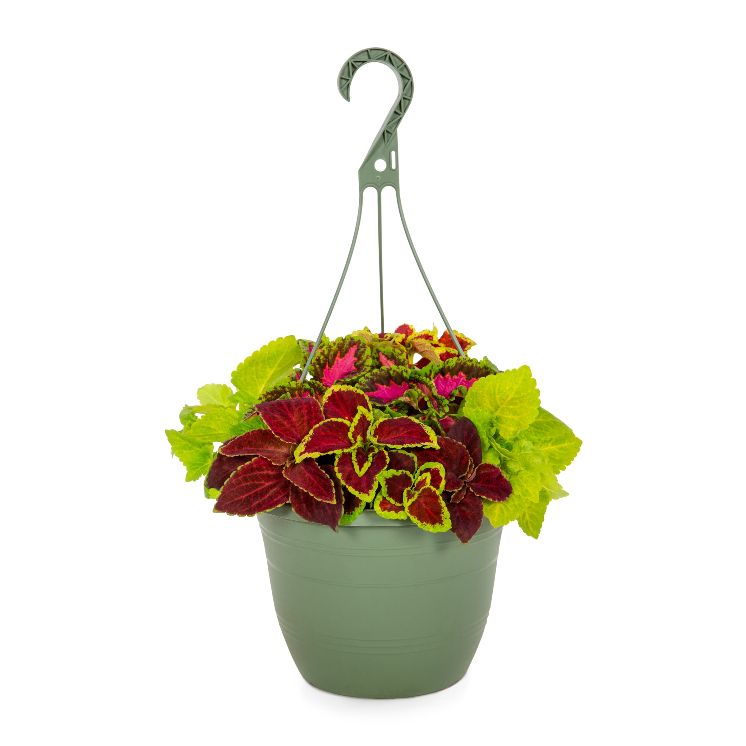 Lowe's NURSERY Coleus in 1.5 Gallon(s) Pot 1 -Pack
