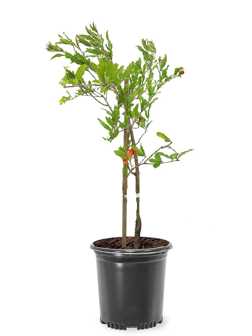 Southern Planters POMPAR01G 1 -Gallon Red Fruit Parfianka Pomegranate In pot (with soil)