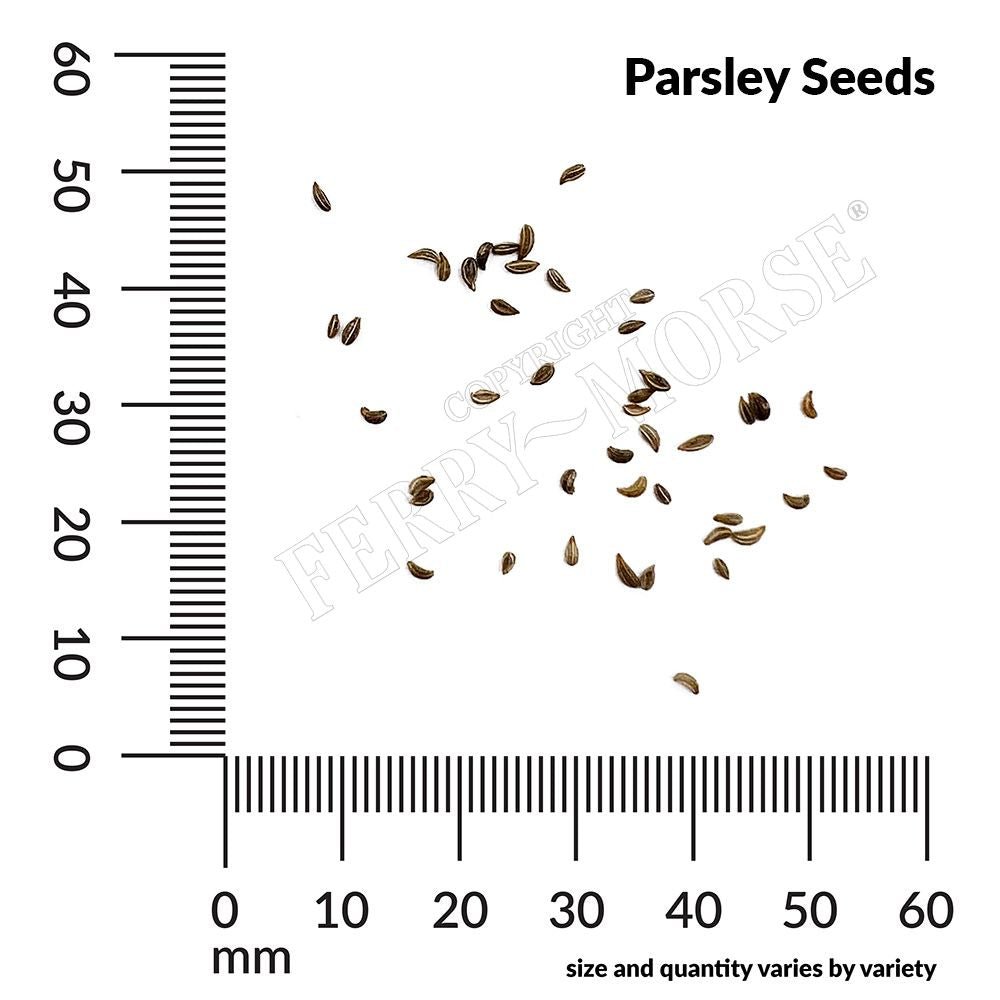Ferry-Morse 662051.249.0925 Vegetable-Herb-Seeds - View #4