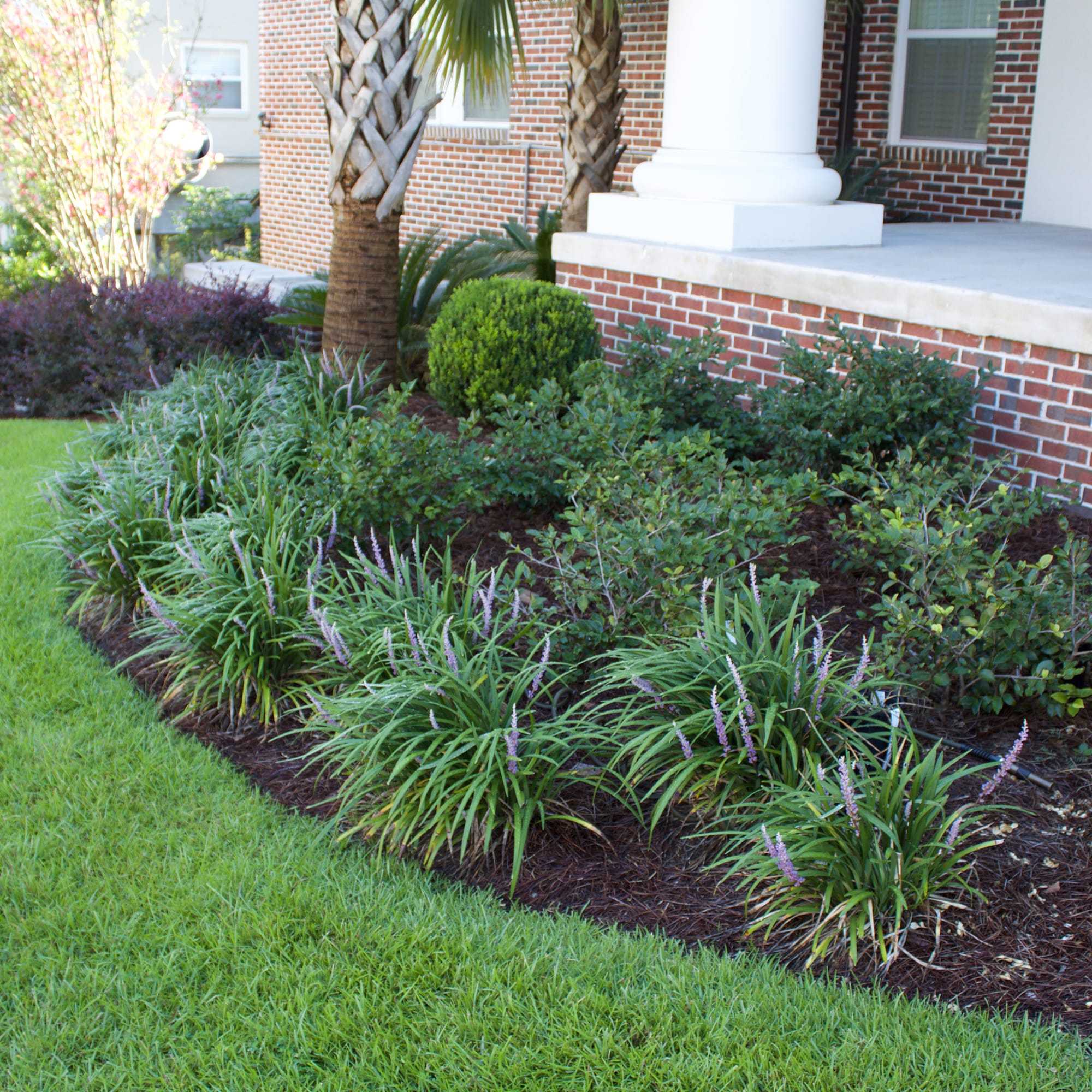 Perfect Plants LOROYALPURPLIRIOPE1G perennials - View #6