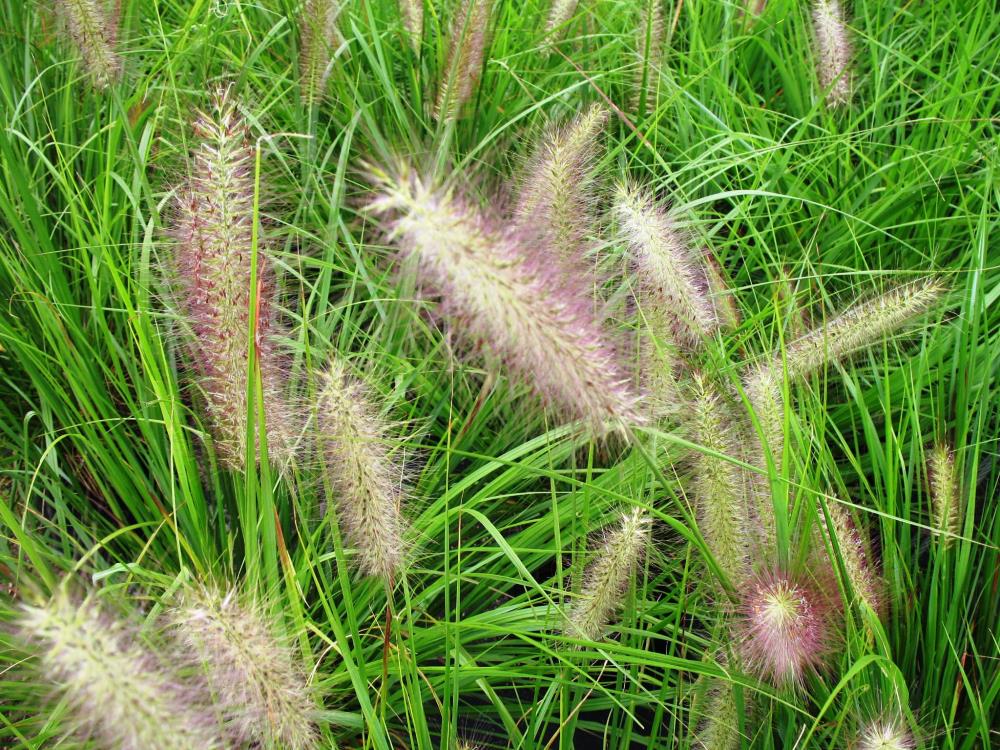 Lowe's NURSERY -Gallon Fountain Grass in Pot