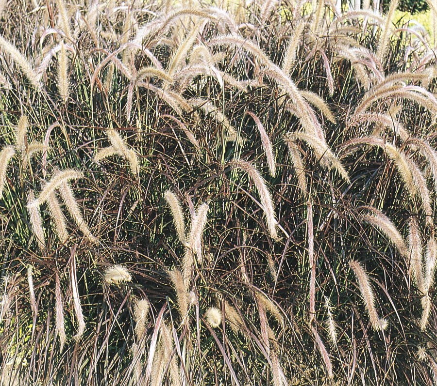 Gardens Alive! Pink Pampas Grass Live Perennial Plant - Fast Growing  Upright Ornamental Grass - Full Sun - 3-in Pot (1-Pack)