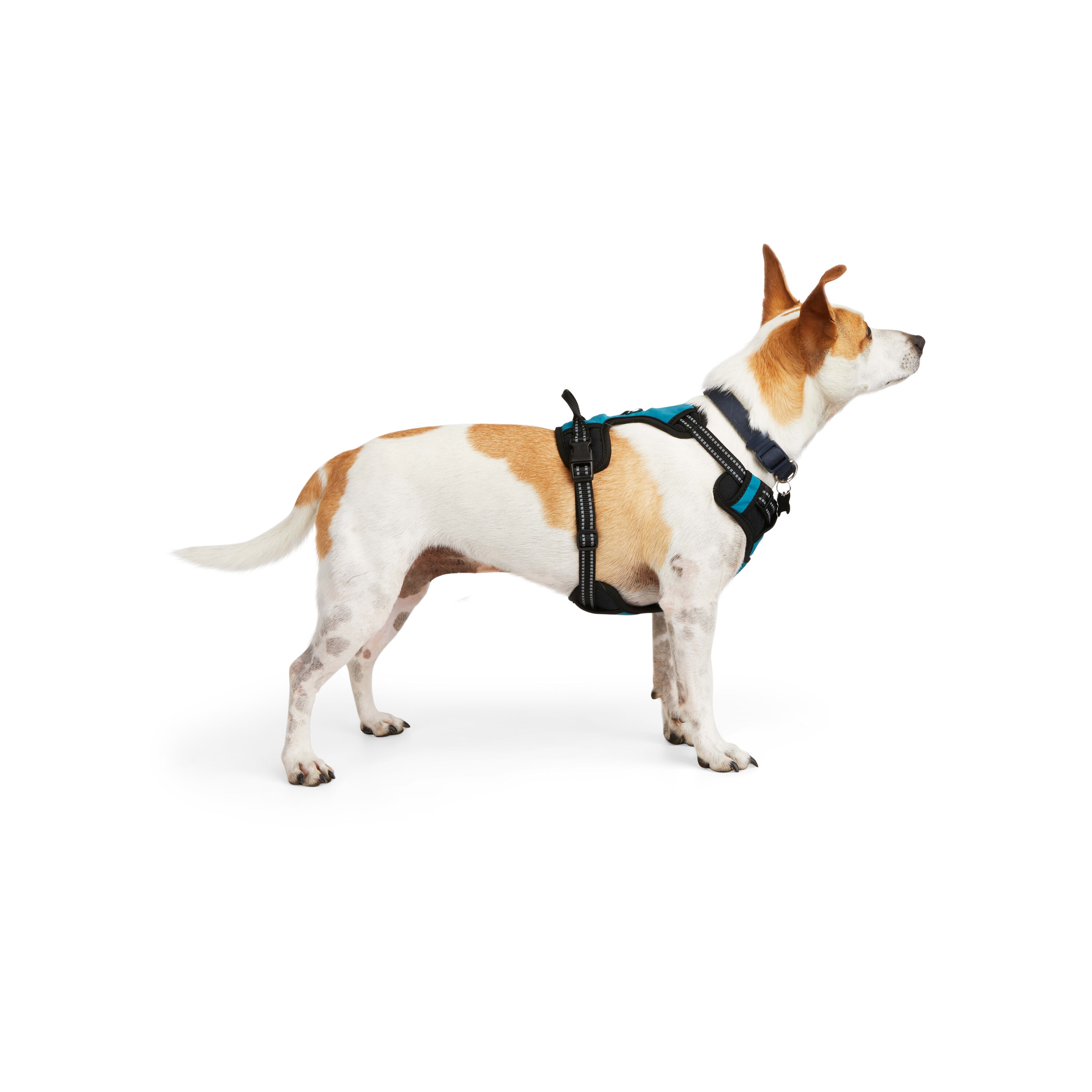 EveryYay 3379909 Dog-Collars-Harnesses - View #2