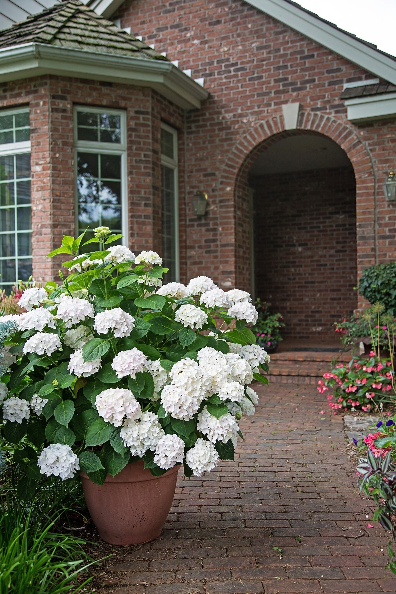  1121 shrubs - View #4