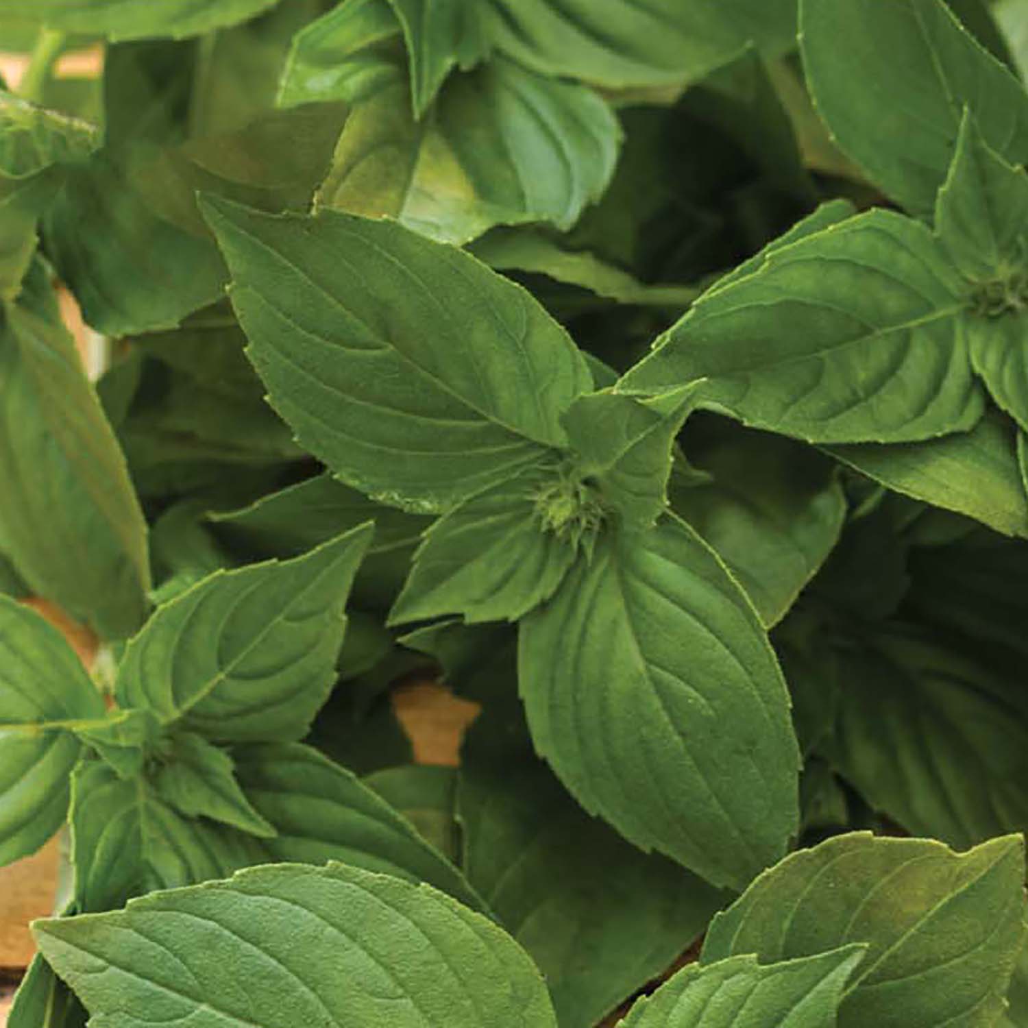 Ferry-Morse LC25.7352 Vegetable-Herb-Seeds - View #3