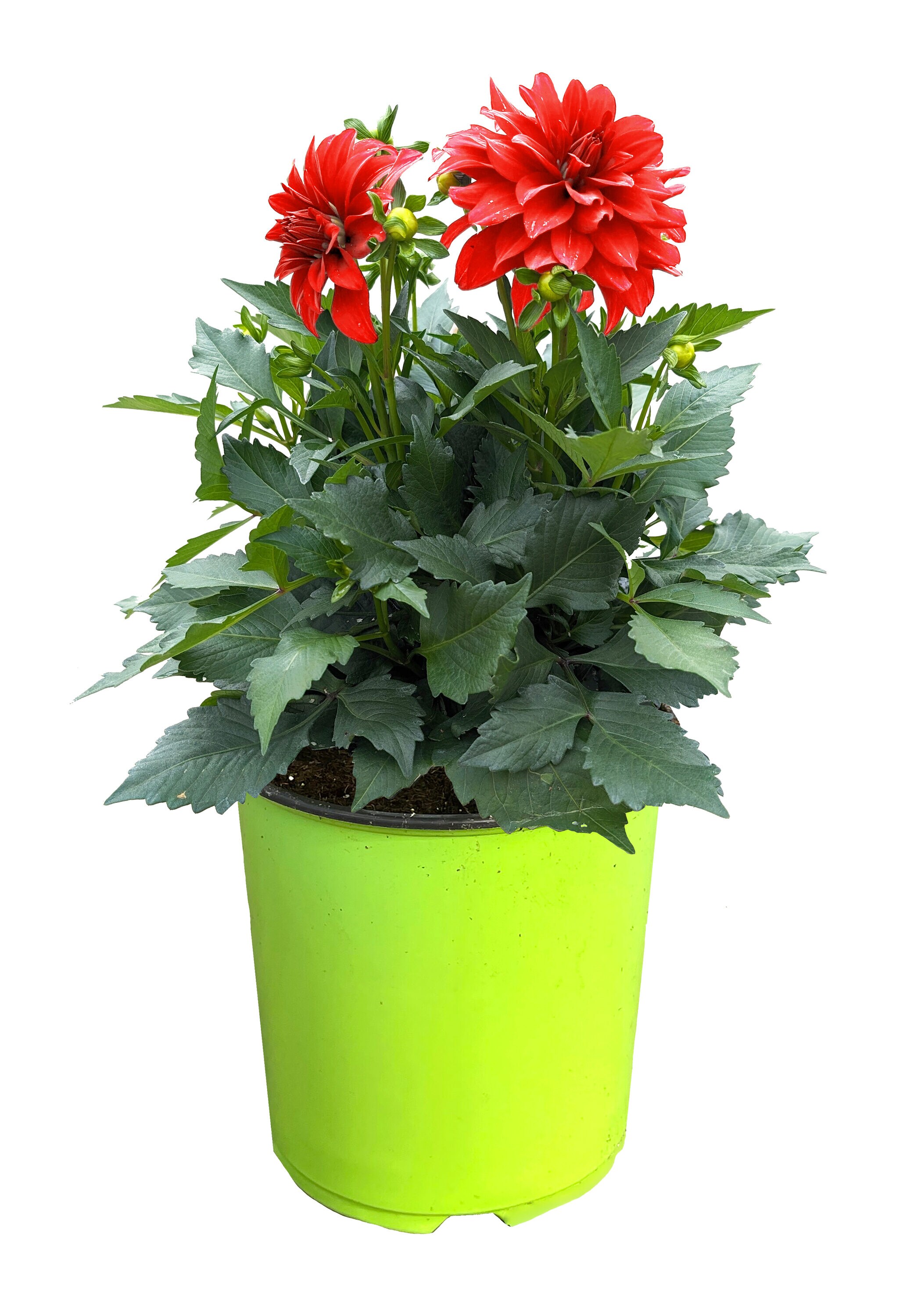  1526 annuals - View #3