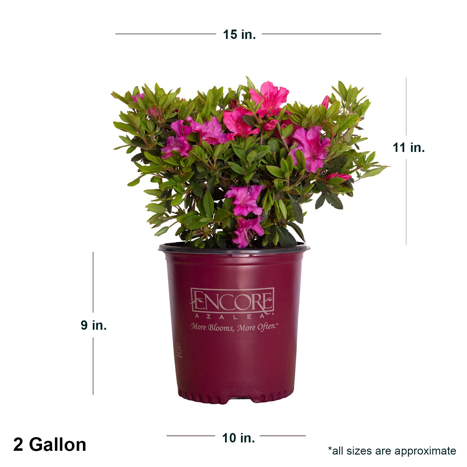 Encore Azalea Shrubs at 