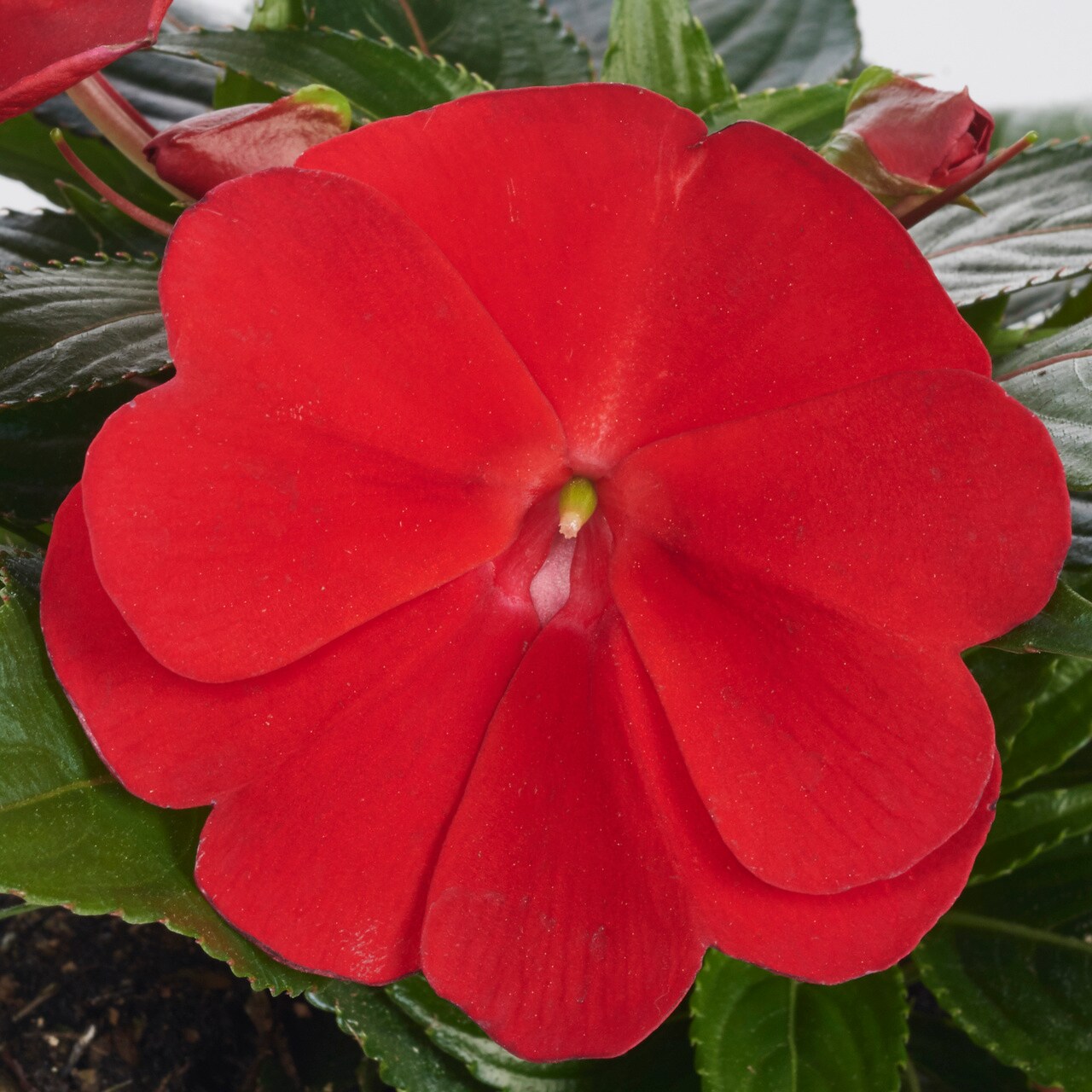 Monrovia 4827 annuals - View #2