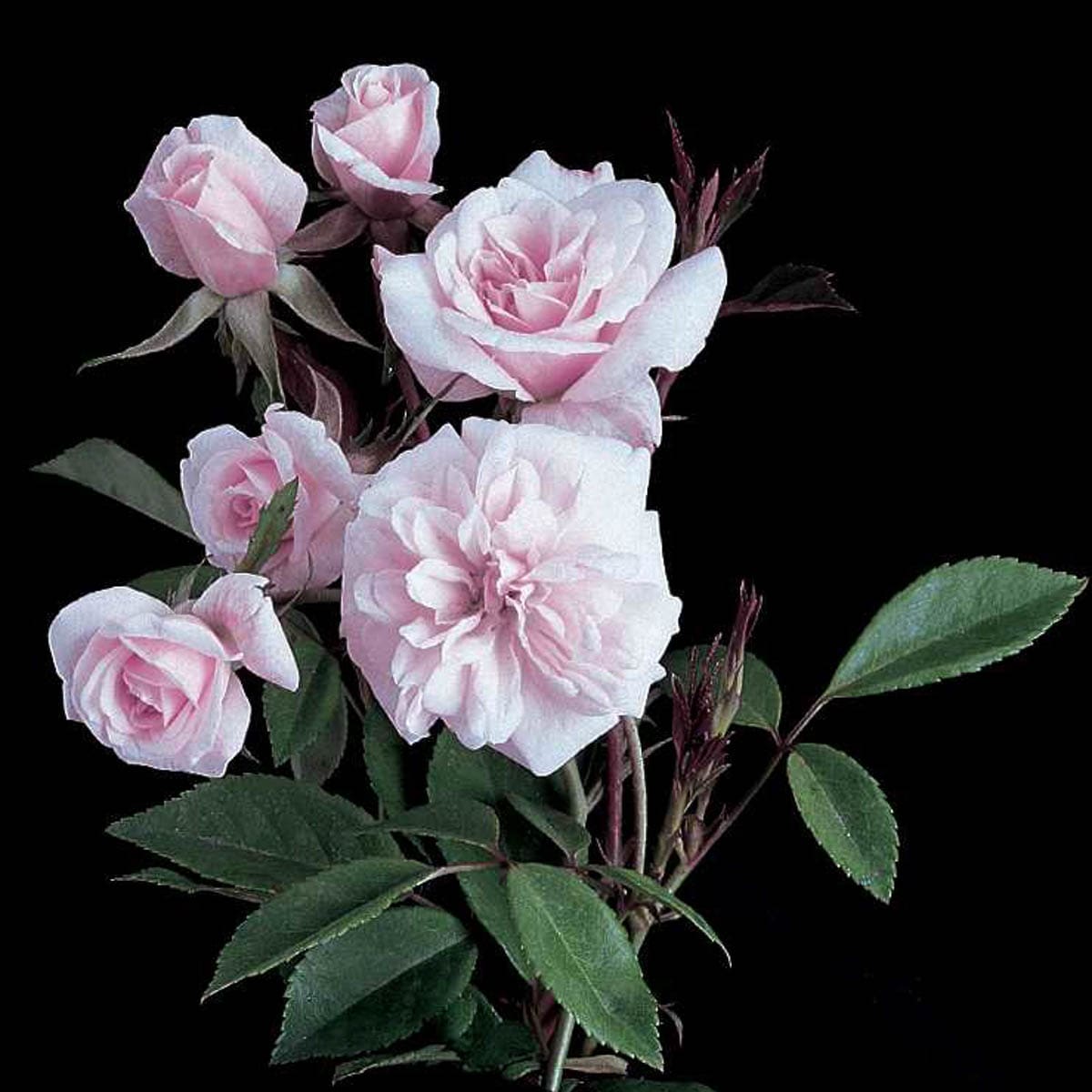 Spring Hill Nurseries 86289 roses - View #2