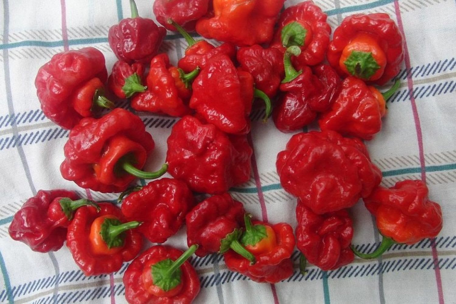 Hirt's Gardens - Jamaican Red Scotch Bonnet Hot Pepper Plant - 2.5 inch Pot