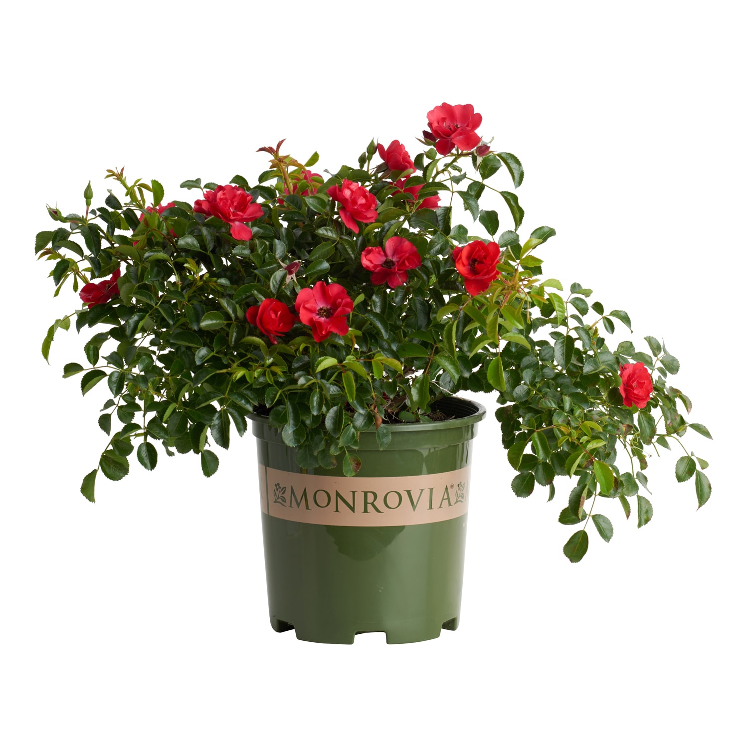 Monrovia Red Rose Flower Carpet Scarlet Groundcover 1.73 -Gallon 1 -Pack in Pot