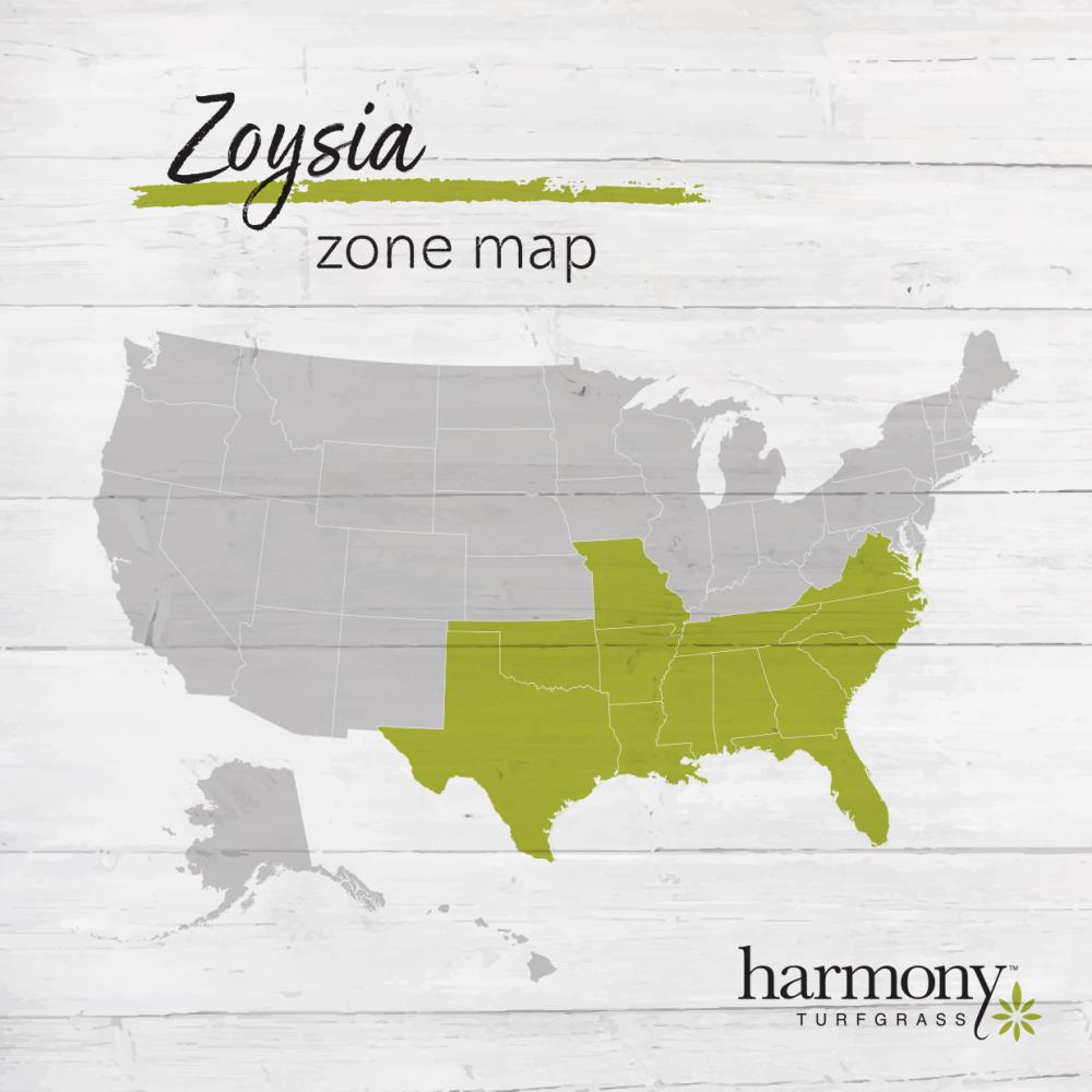  ZOYSPLUG sod - View #4
