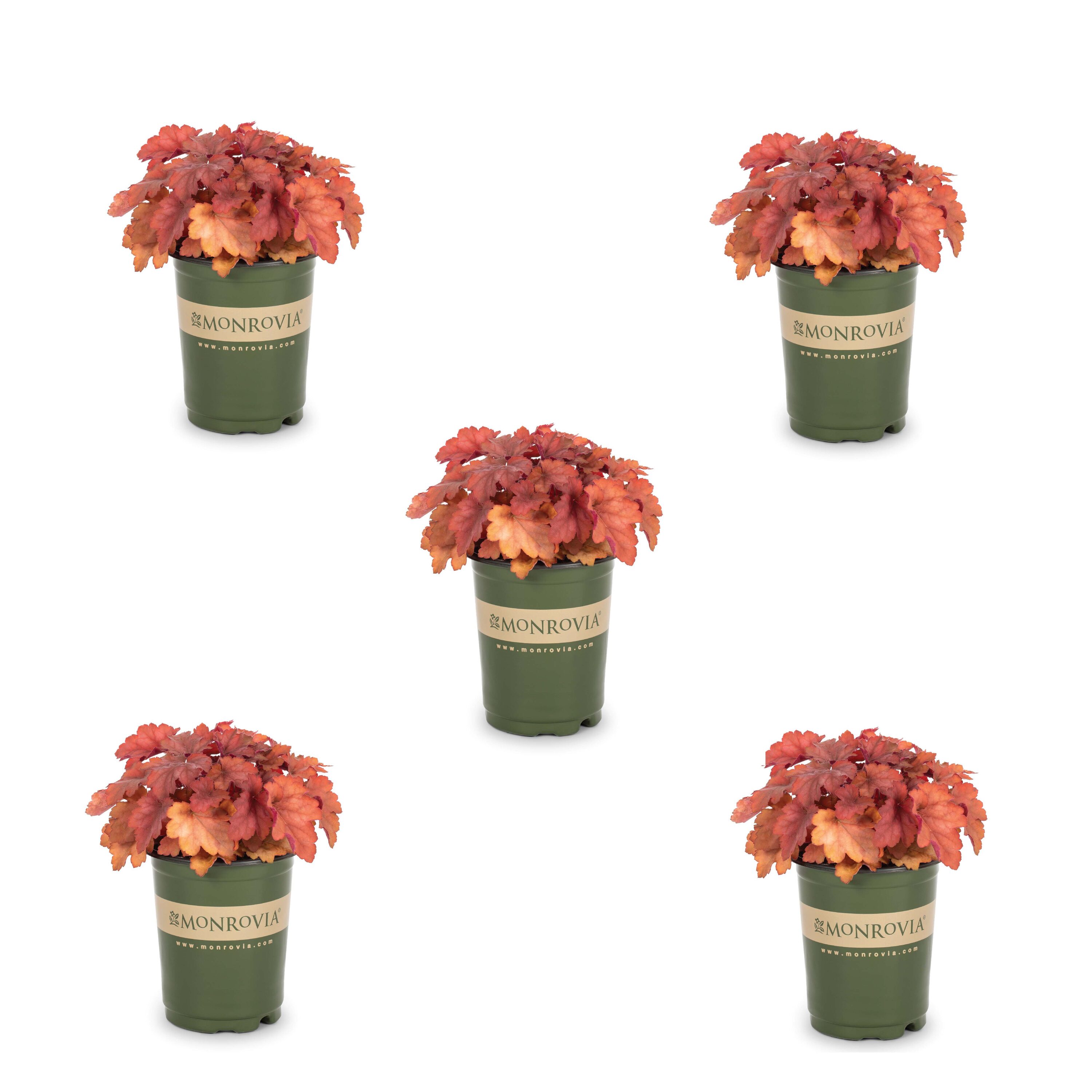 Monrovia 78506 Heuchera Plant in 1.5 -Pint Pot 5.0 -Pack
