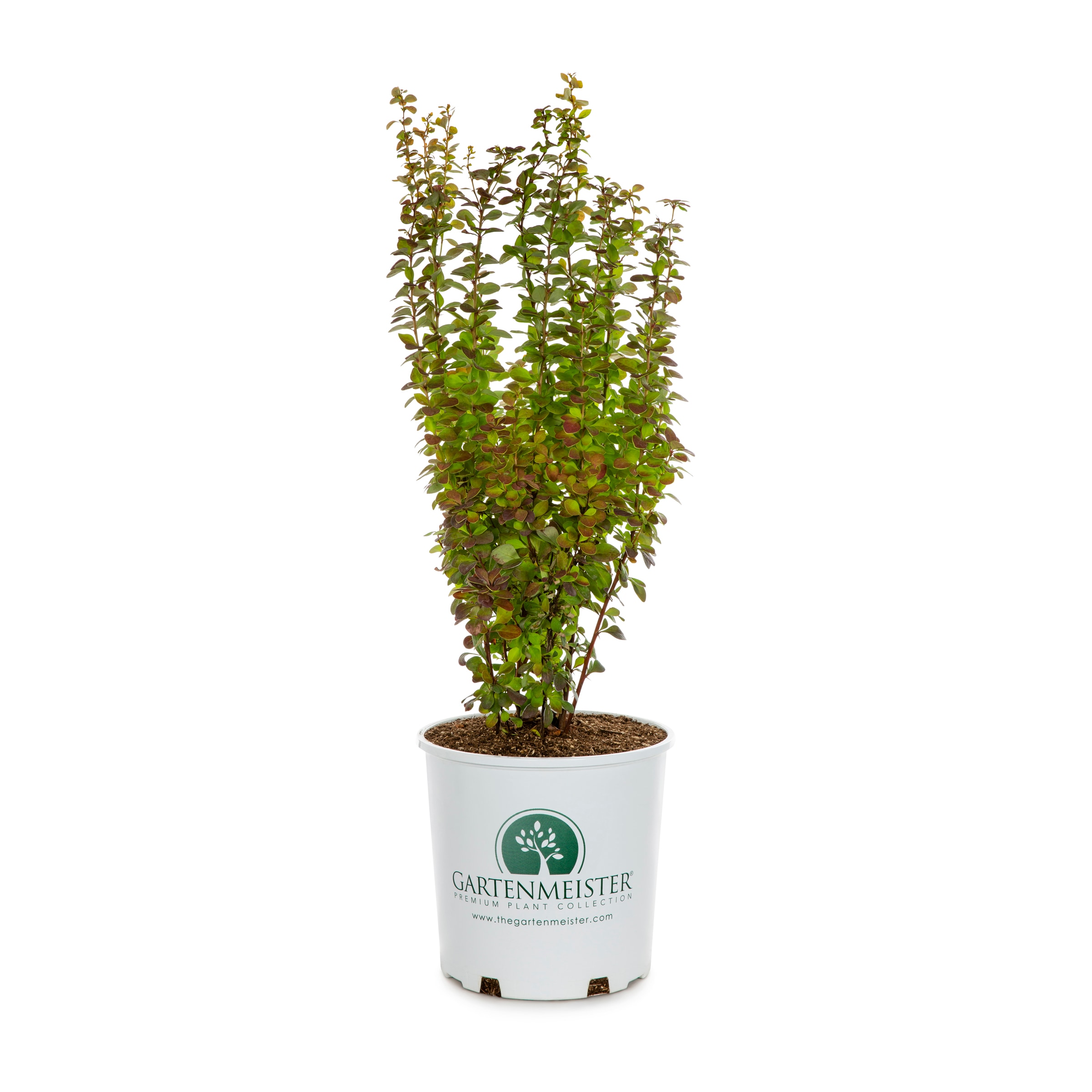 Lowe's Orange Rocket Barberry Accent Shrub in 2-Gallon Pot in the ...