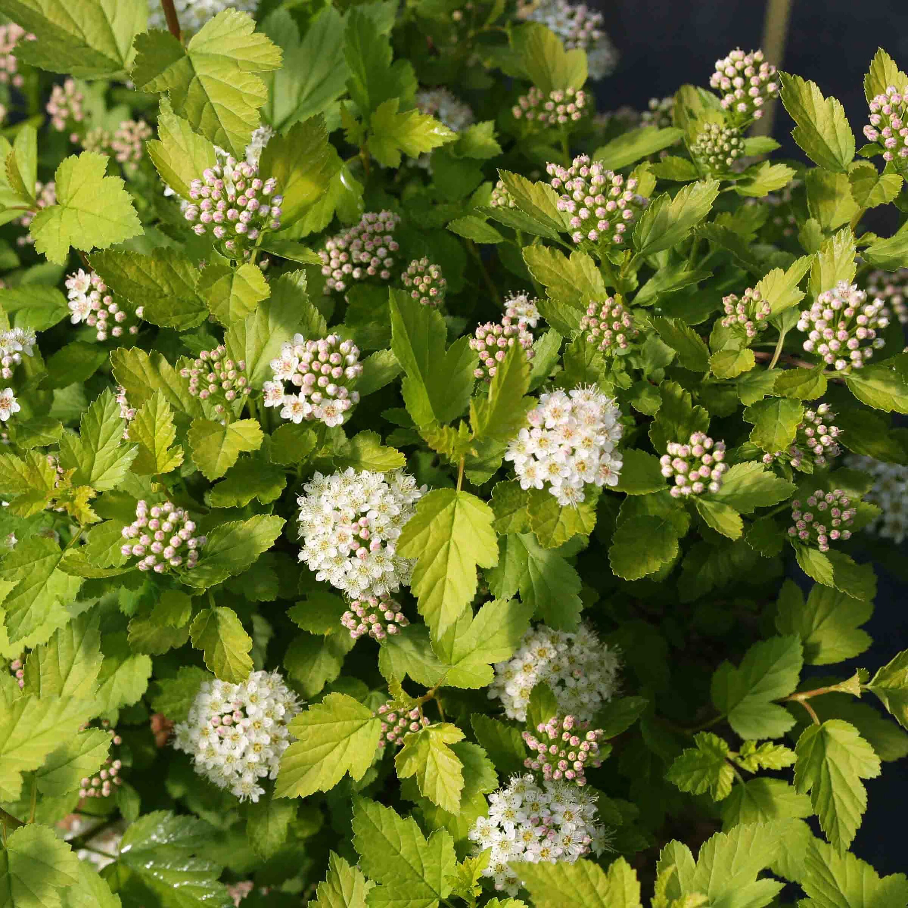 Proven Winners PHYPRC1047800 Tiny Wine Gold Ninebark (Physocarpus) Flowering Shrub in 1 -Quart Pot with Pink Blooms