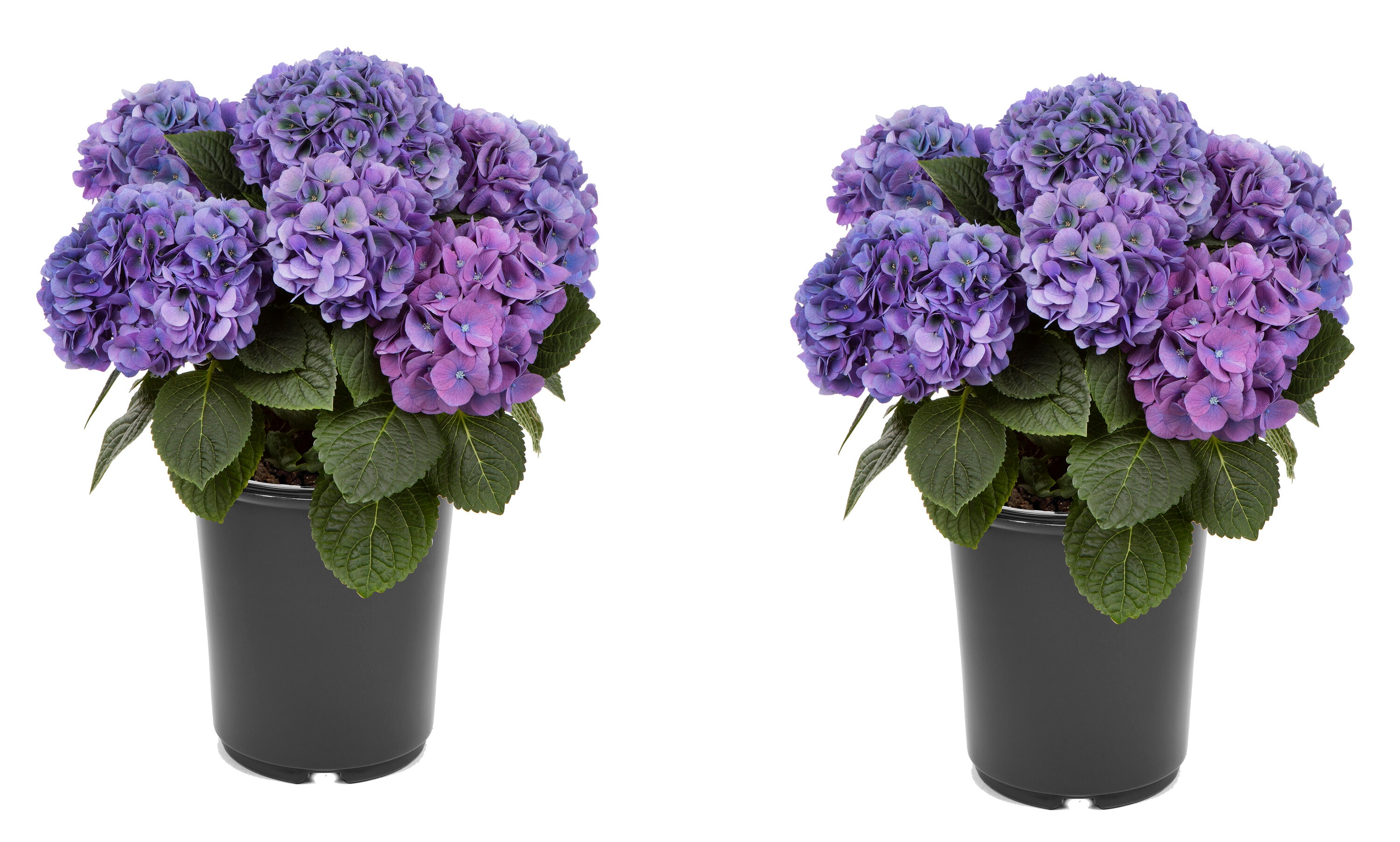 3065 Hydrangea macrophylla 'Hi Horizon Blue' Flowering Shrub in 2.5 -Quart Pot 2 -Pack with Blue Blooms