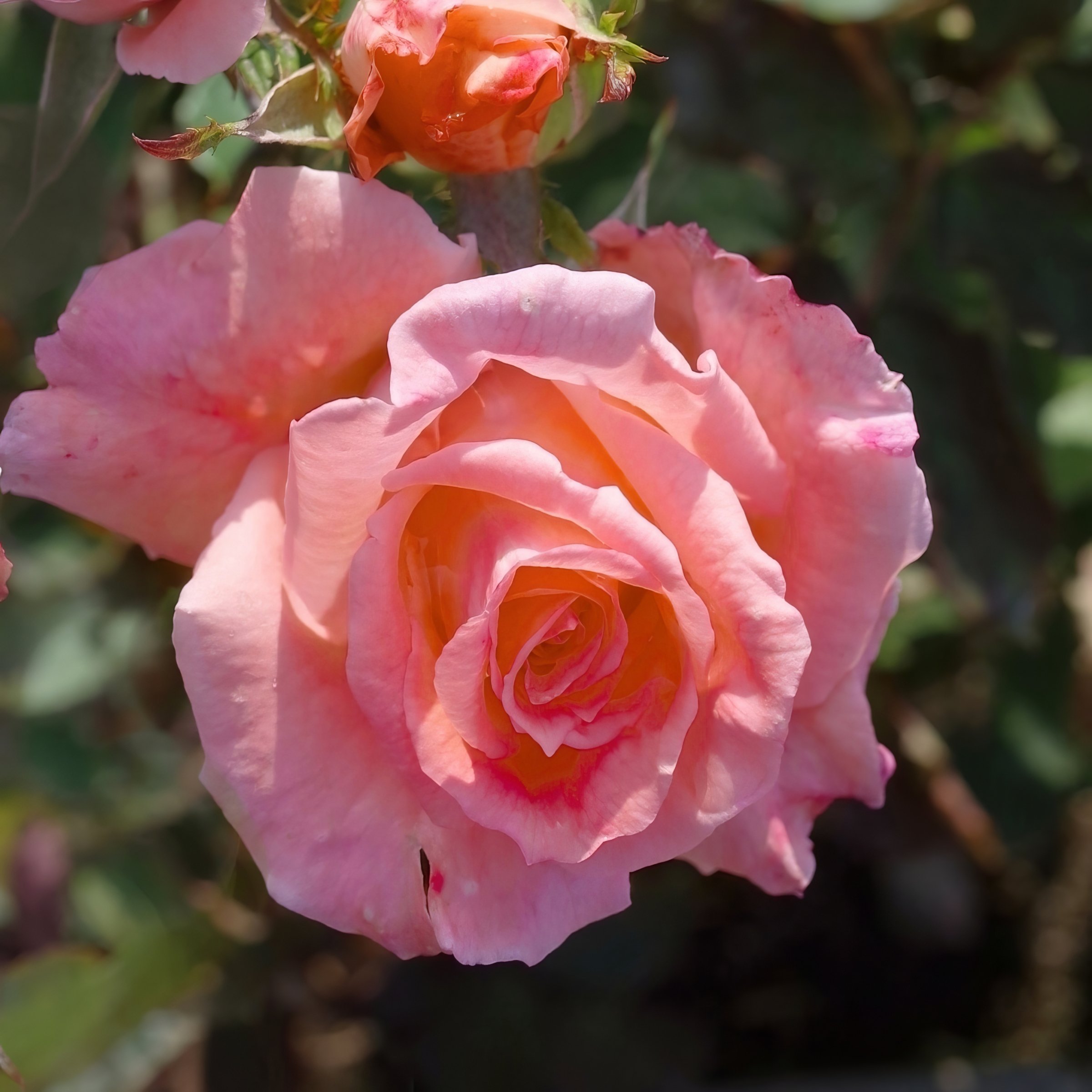 national-plant-network-pink-cherish-5-pack-5-pack-in-bare-root-in-the