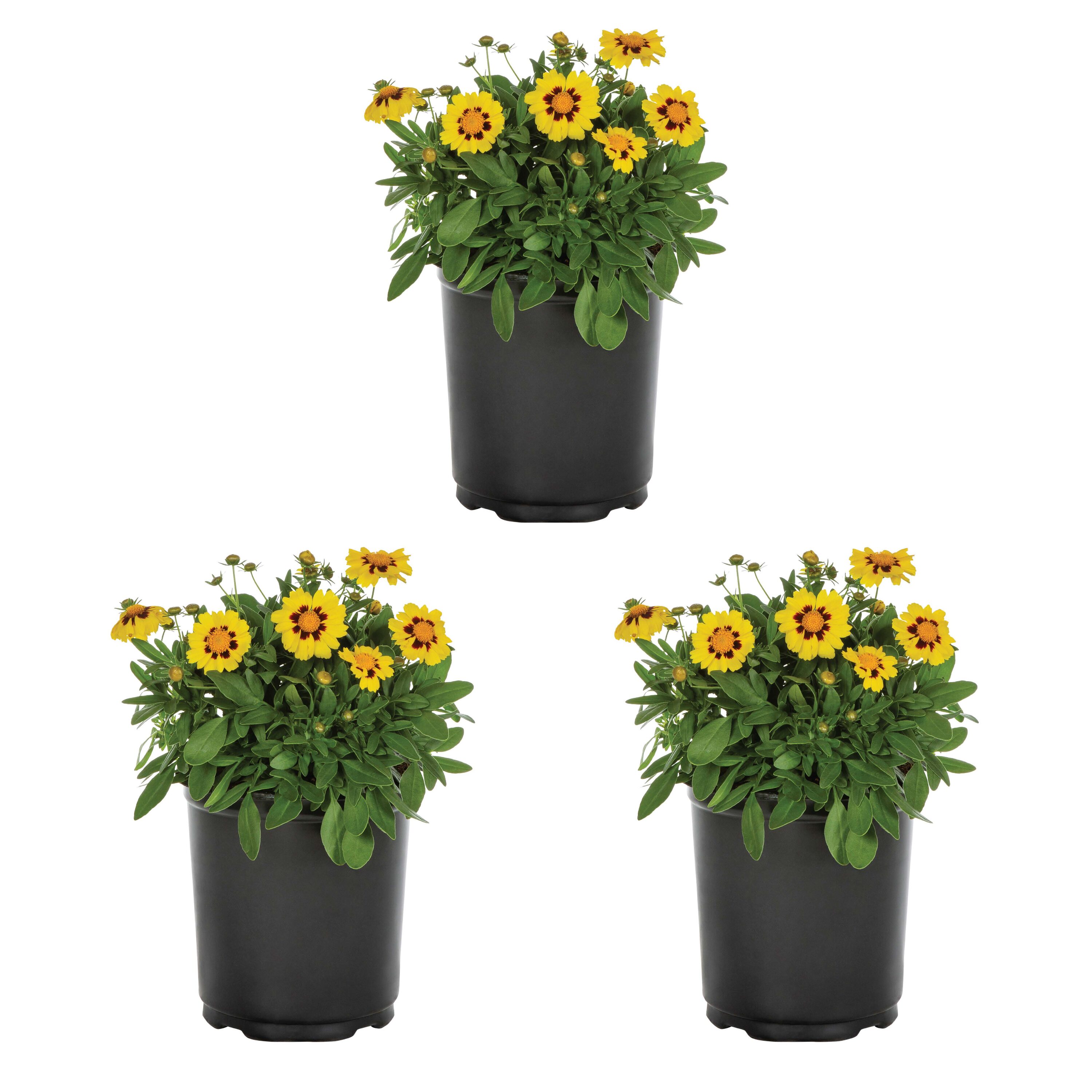 Metrolina Greenhouses Coreopsis in 2.5-Quart Pot 3-Pack in the ...