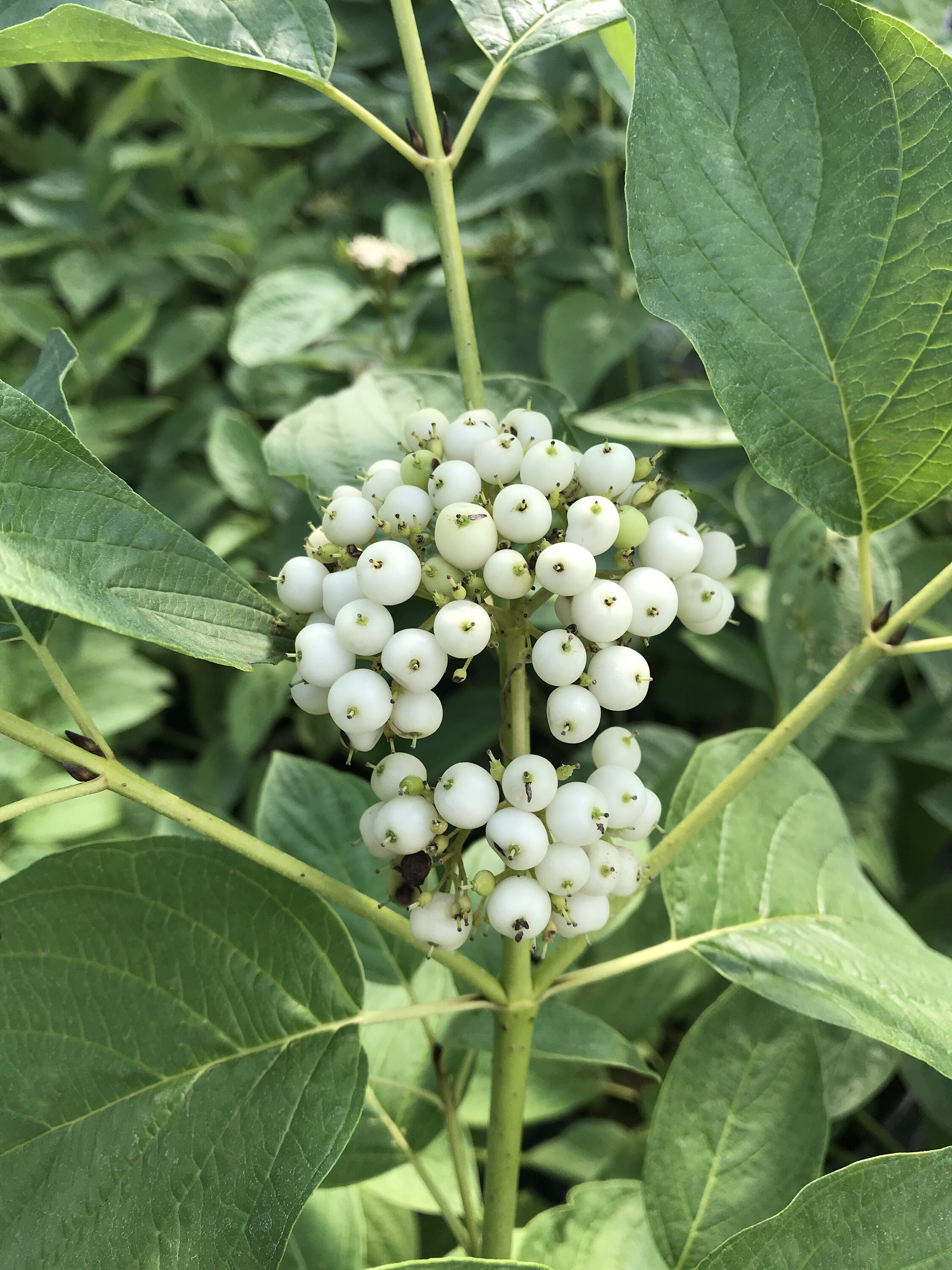 Proven Winners COUPRC1117800 shrubs - View #4