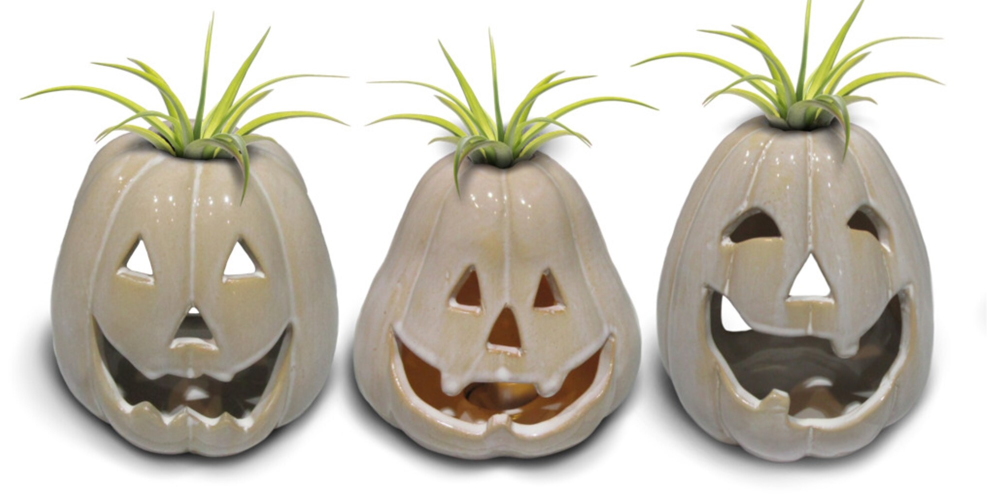 LiveTrends HAL253 PUMPKIN SPIRITS House plant in 1 -Pack Pot 1 -Pack