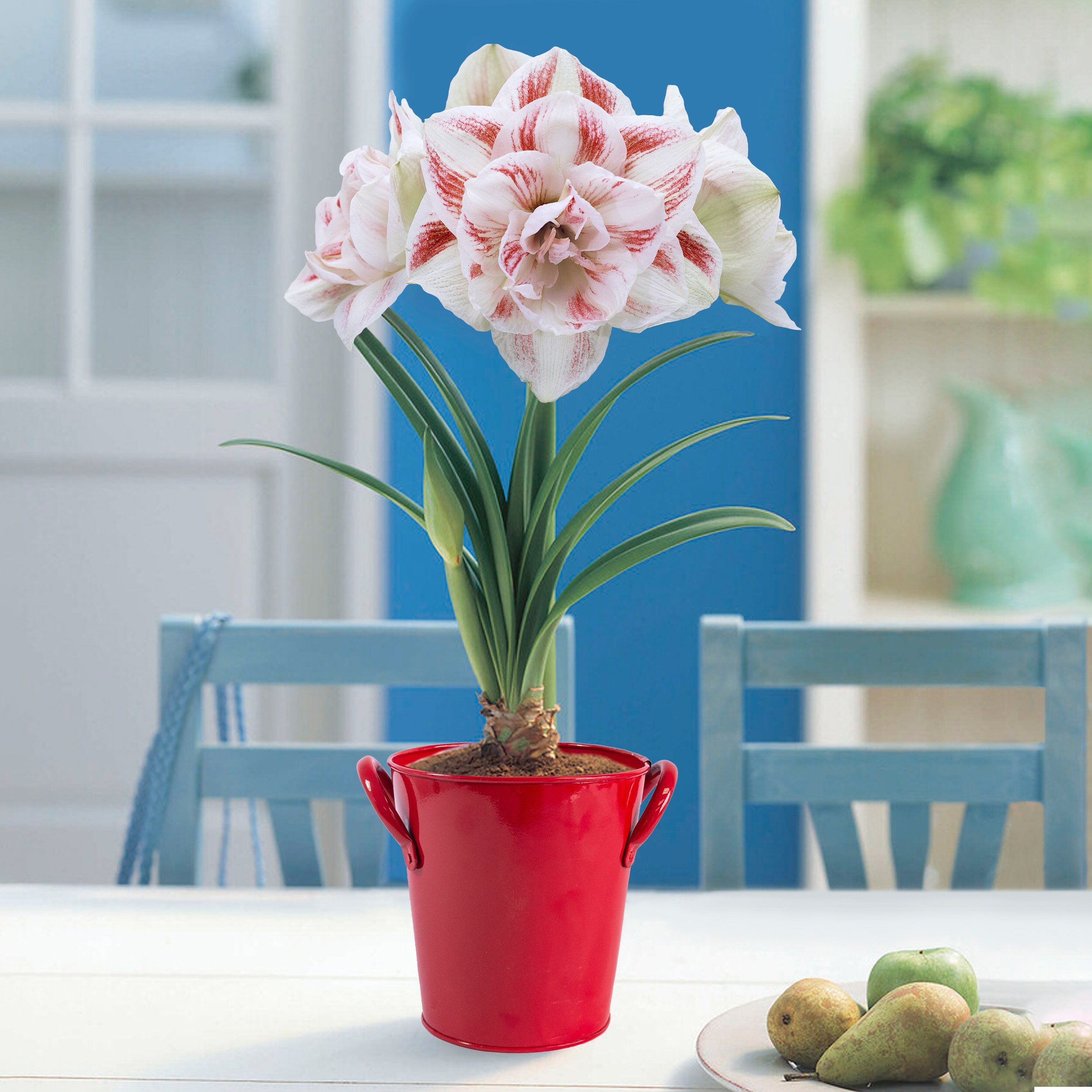 Garden State Bulb White Nymph Double Amaryllis Gift Kit Bulbs in the ...
