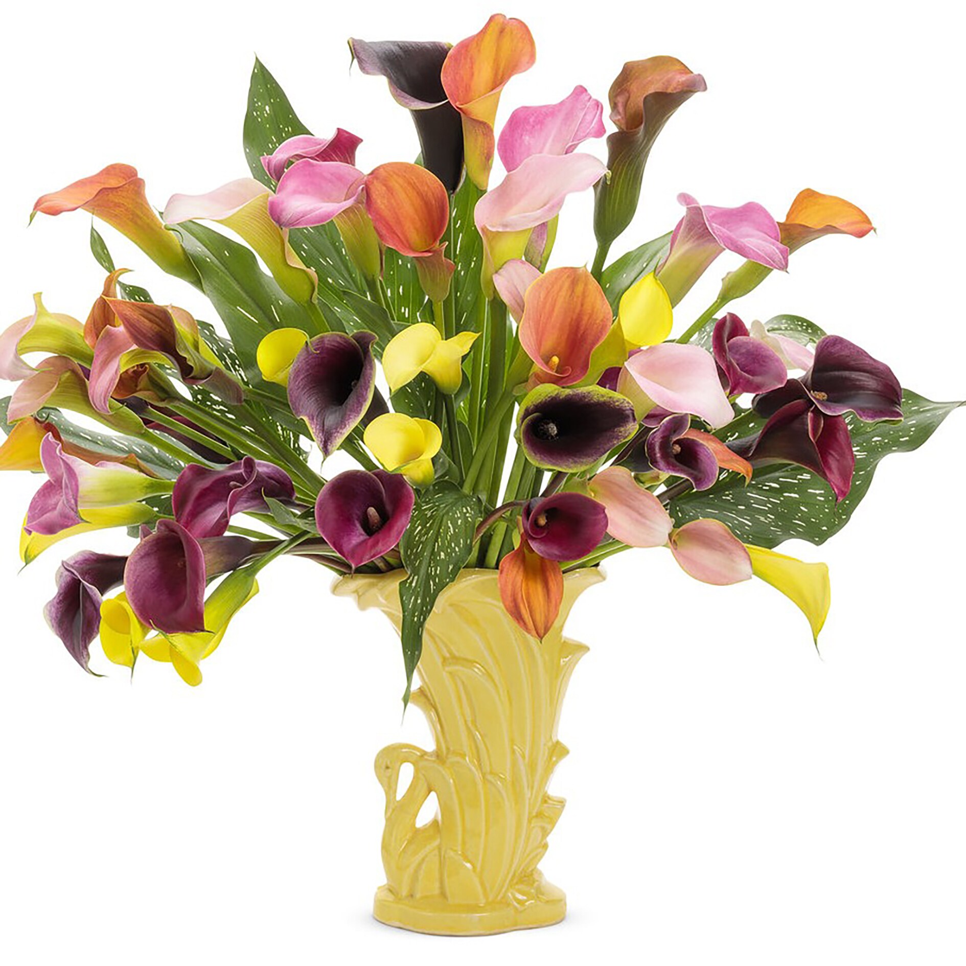 Proven Winners Purple Be My Prince Calla Lily (Zantedeschia) in 1 ...