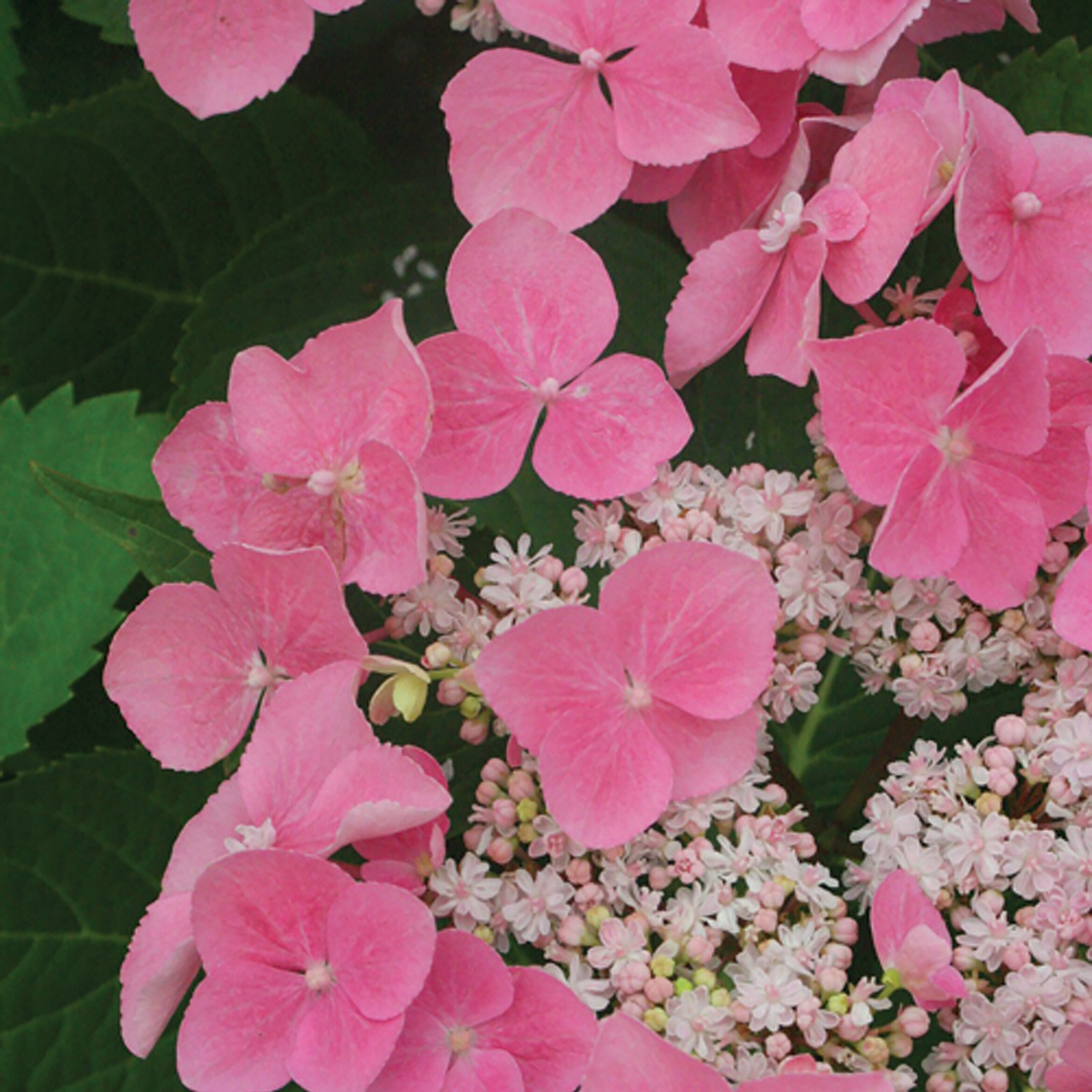 Let's Dance Starlight Bigleaf Hydrangea (Macrophylla) Plants, Bulbs ...