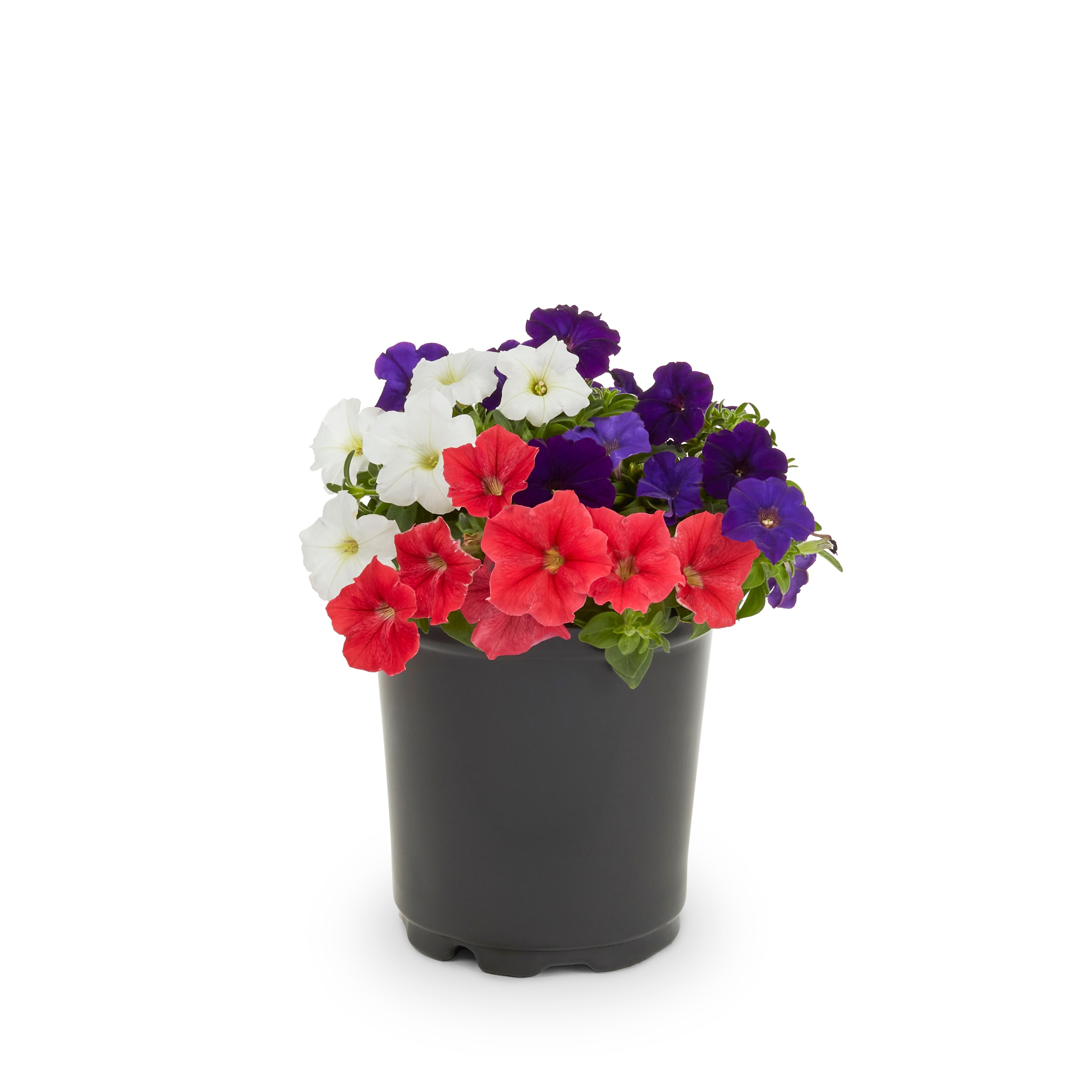 Lowe's Multicolor Mixed Annuals Combinations in 3-Quart Pot in the ...