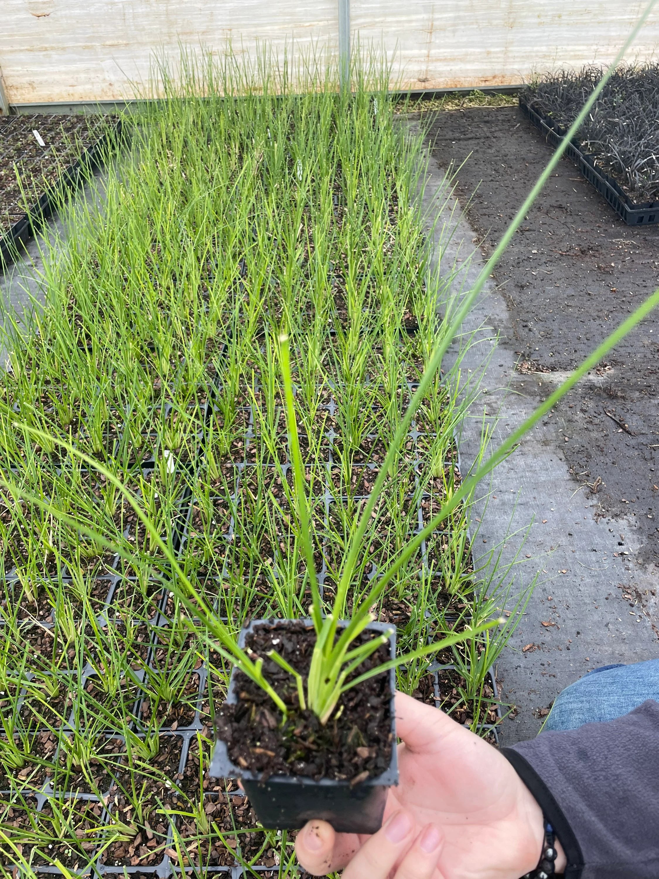 Daylily Nursery 21618 perennials - View #2