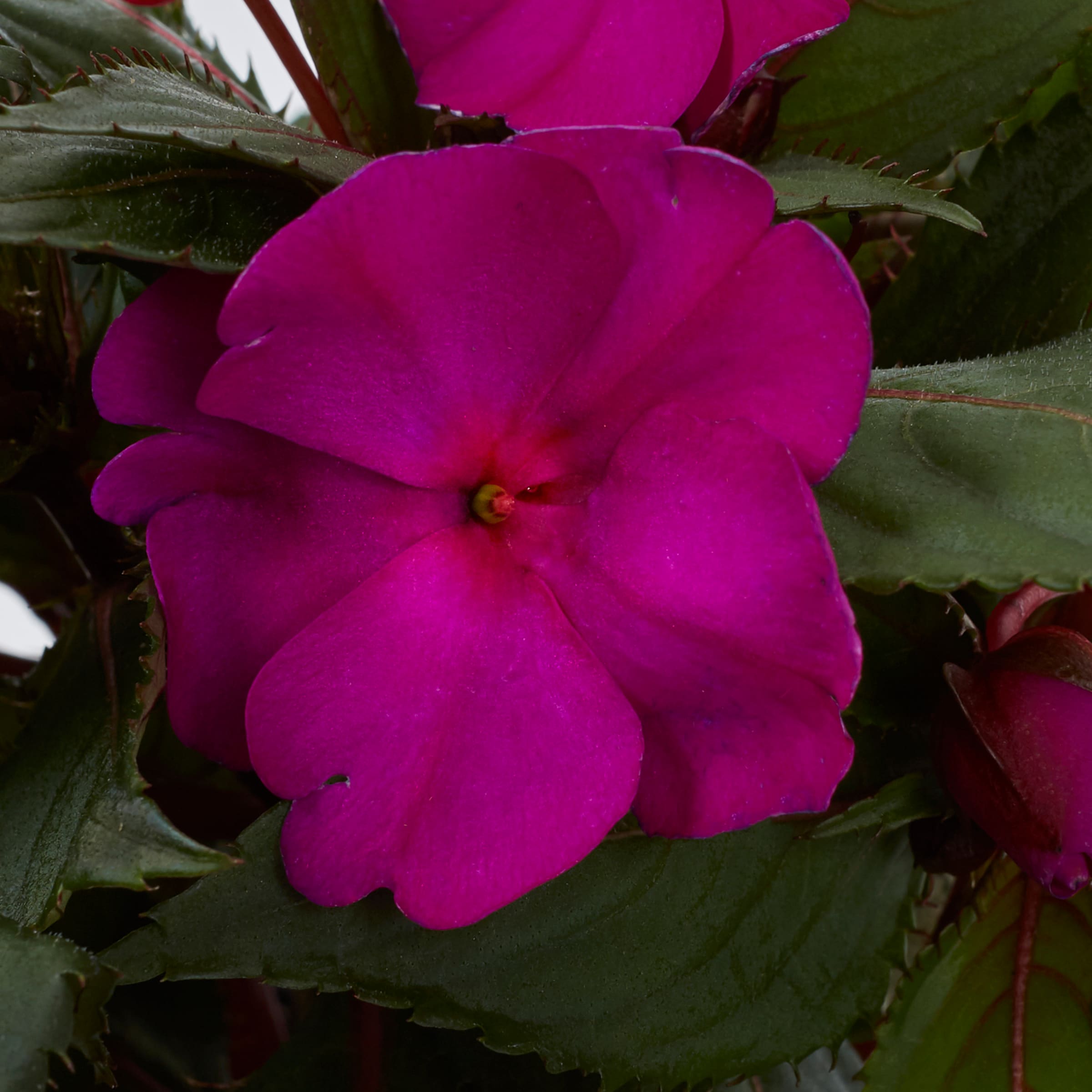 Metrolina Greenhouses 5099 annuals - View #2