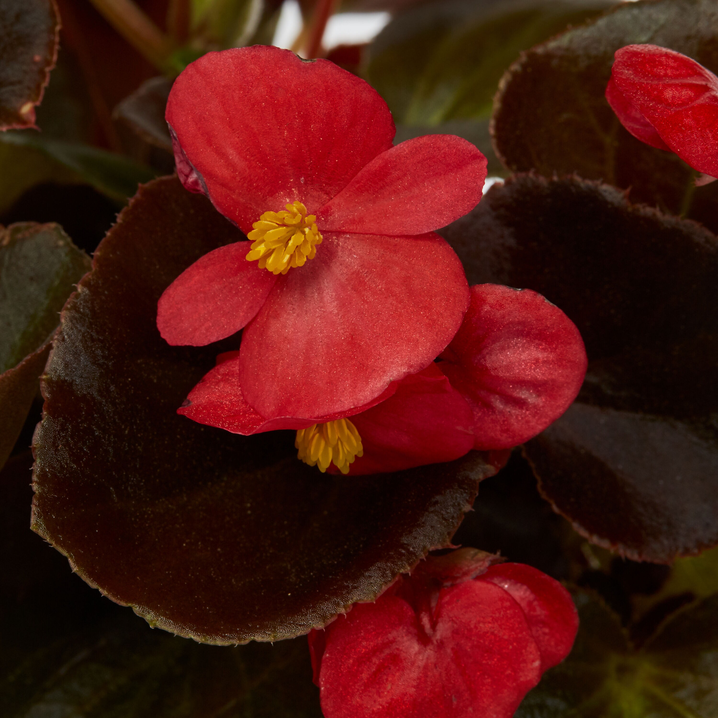 Lowe's NURSERY annuals - View #4