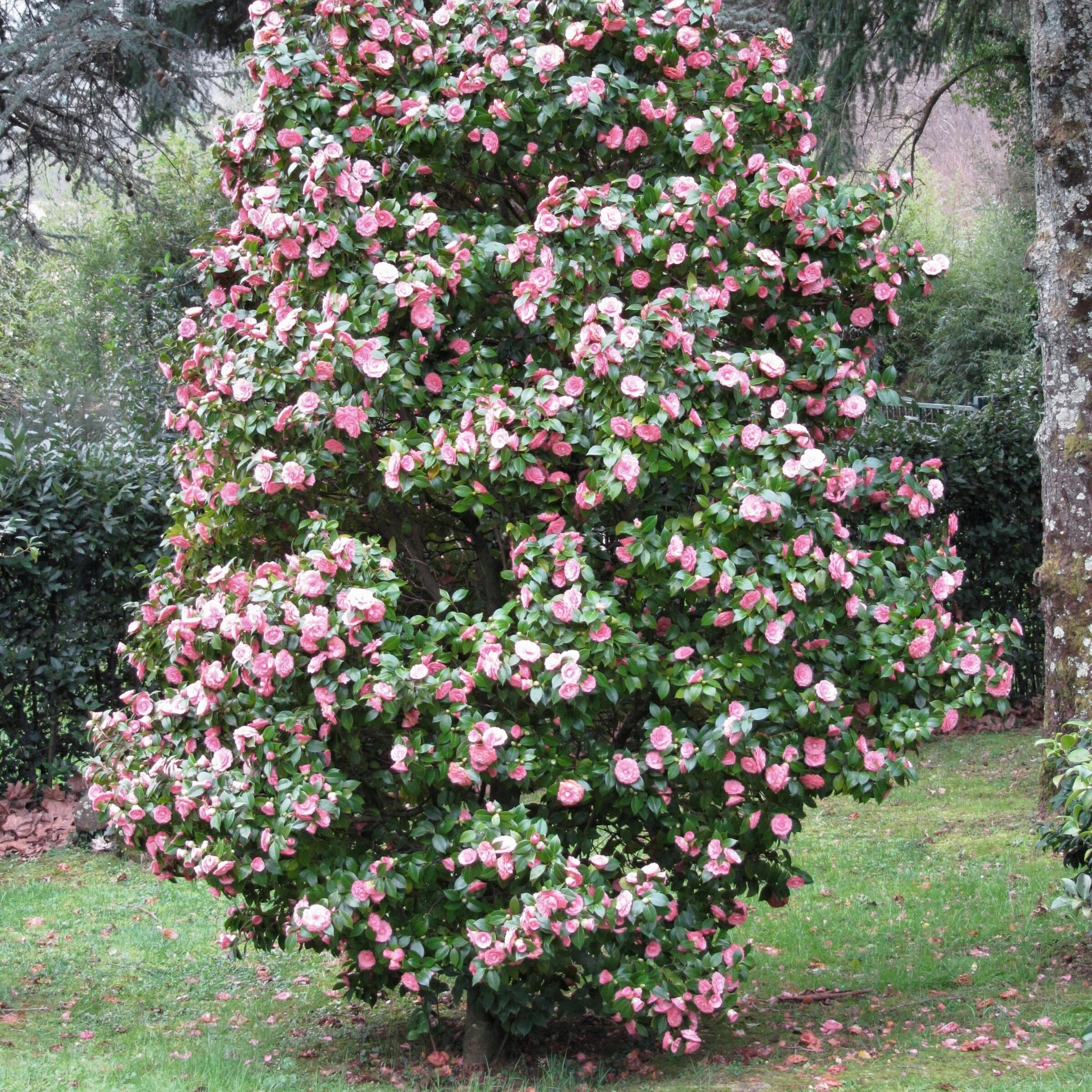 National Plant Network LW2811 shrubs - View #8