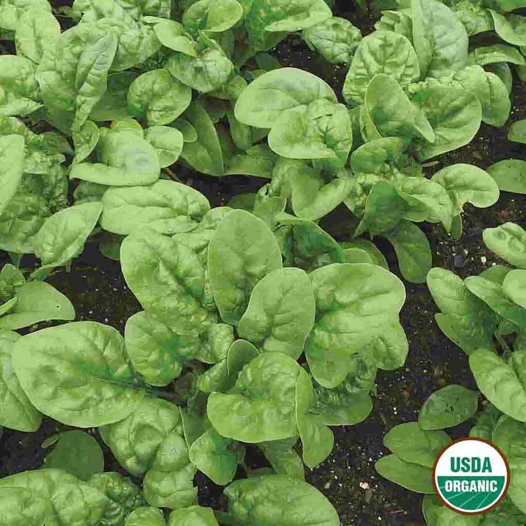 Ferry-Morse LC25.1455 Vegetable-Herb-Seeds - View #3