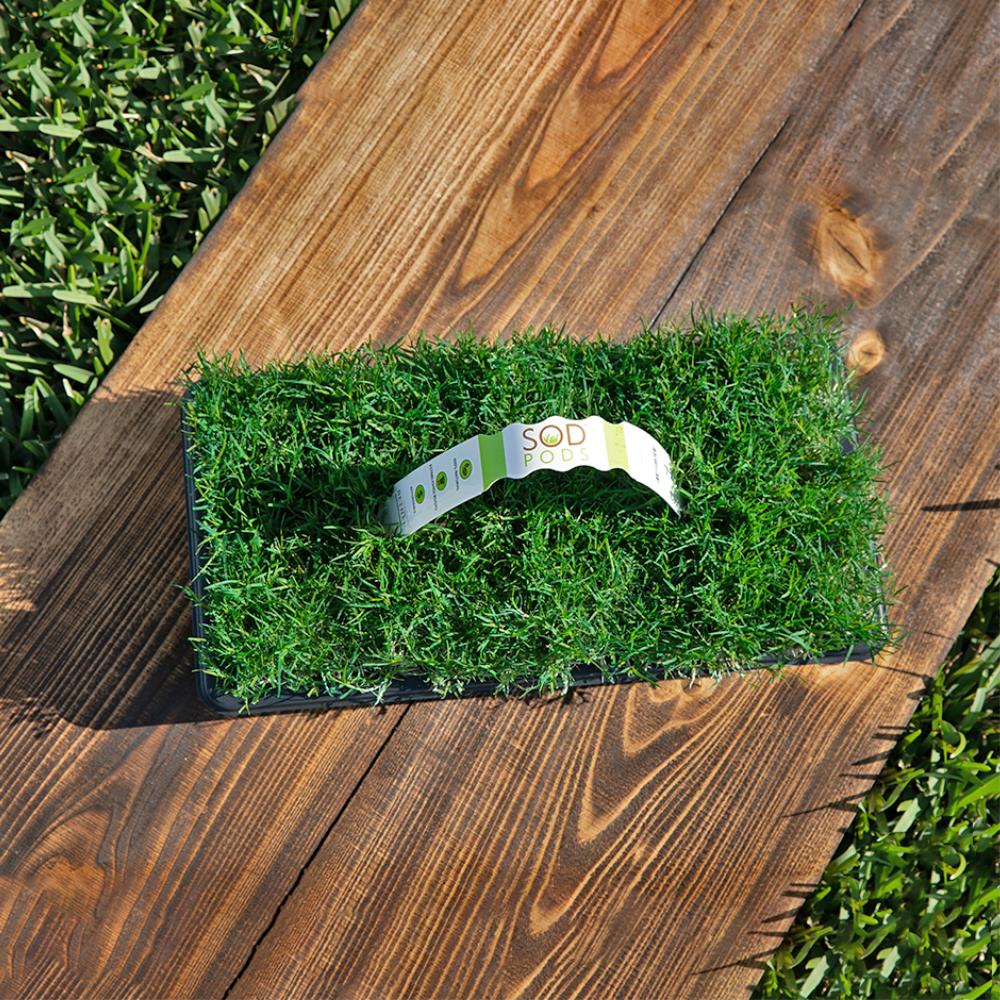 Bethel Farms SPBM32 sod - View #3