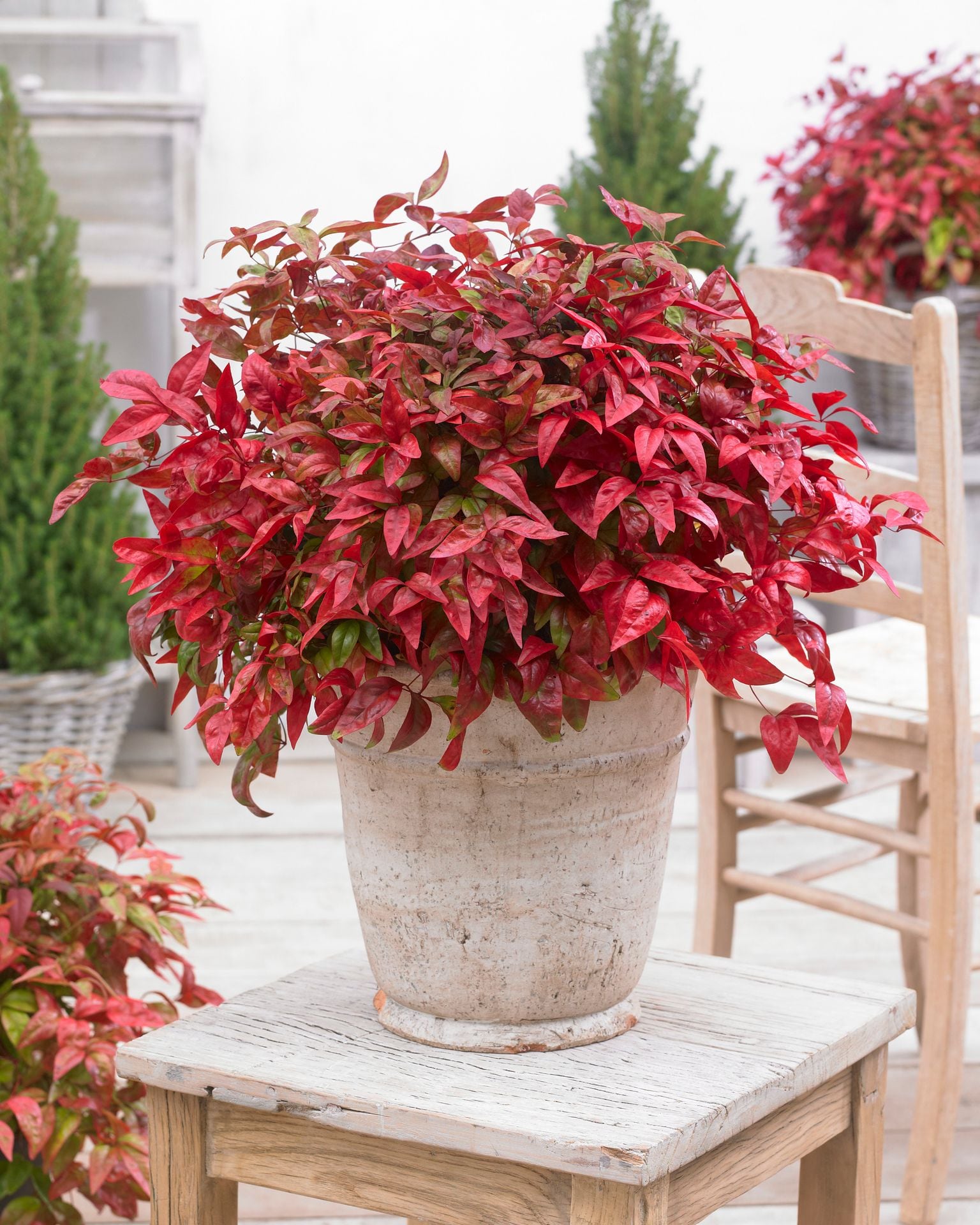 Southern Living Plant Collection 43072TSL-1 shrubs - View #4