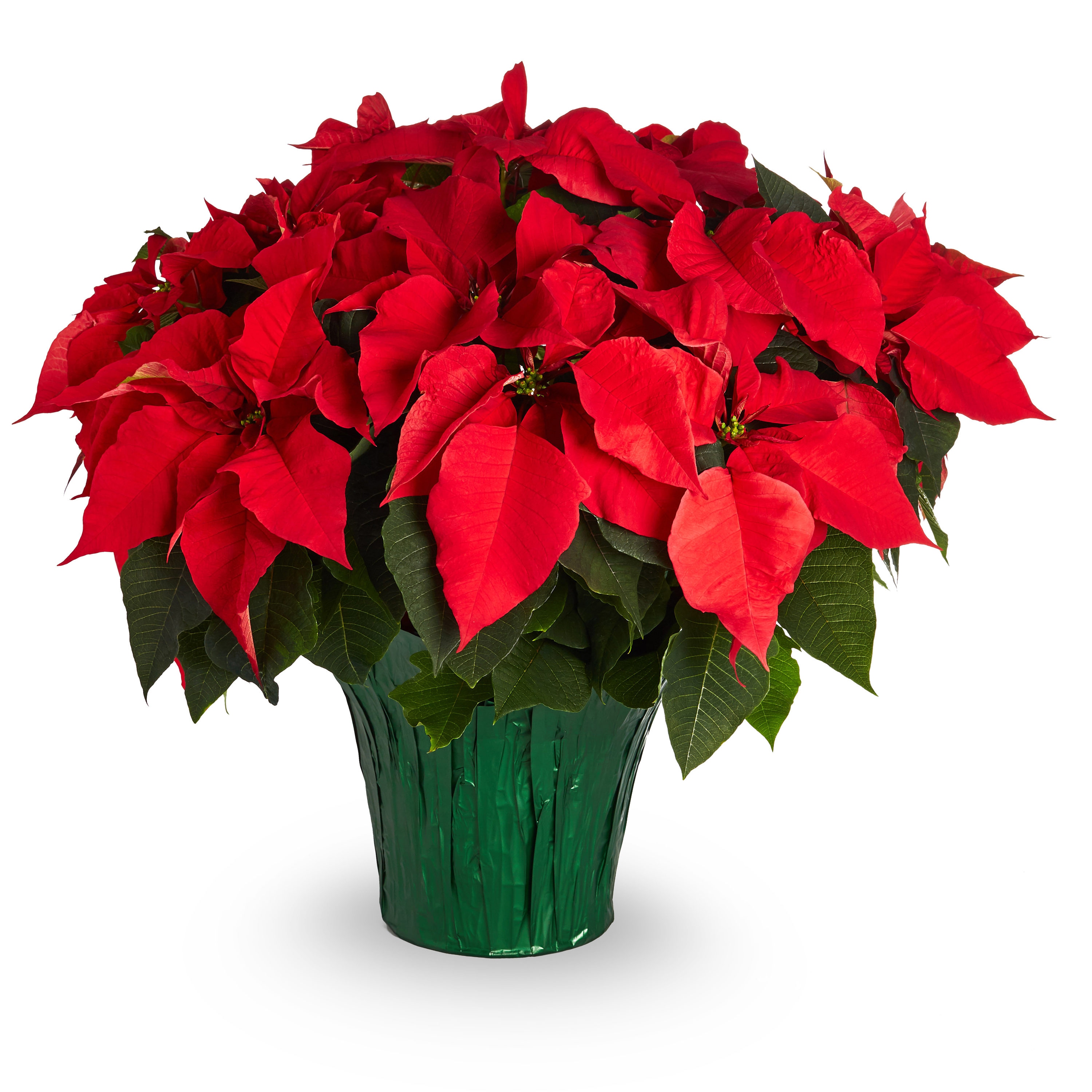 Red Poinsettia in 3.5-Quart Pot in the Annuals department at Lowes.com