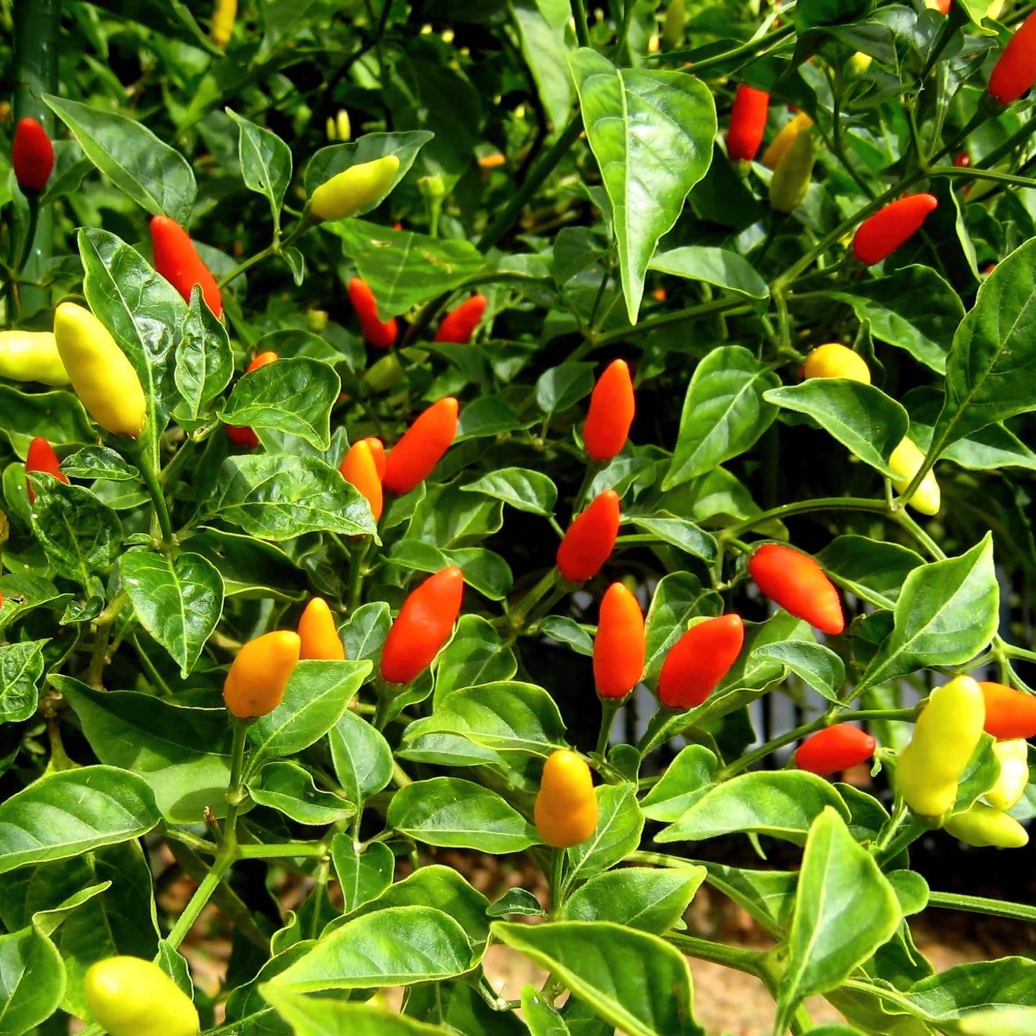 Bonnie Plants 202048 Vegetable-Plants - View #3
