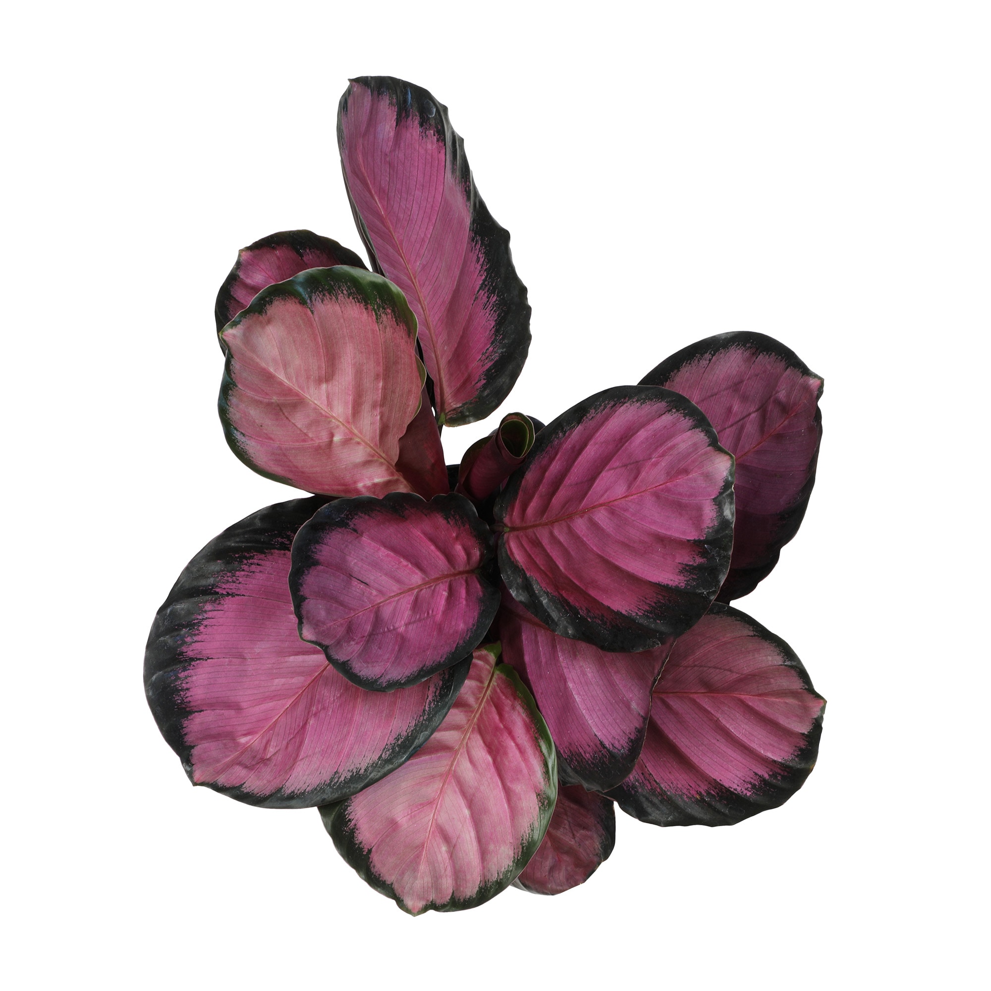Calathea Roseopicta Purple Rose in Black Plastic Planter