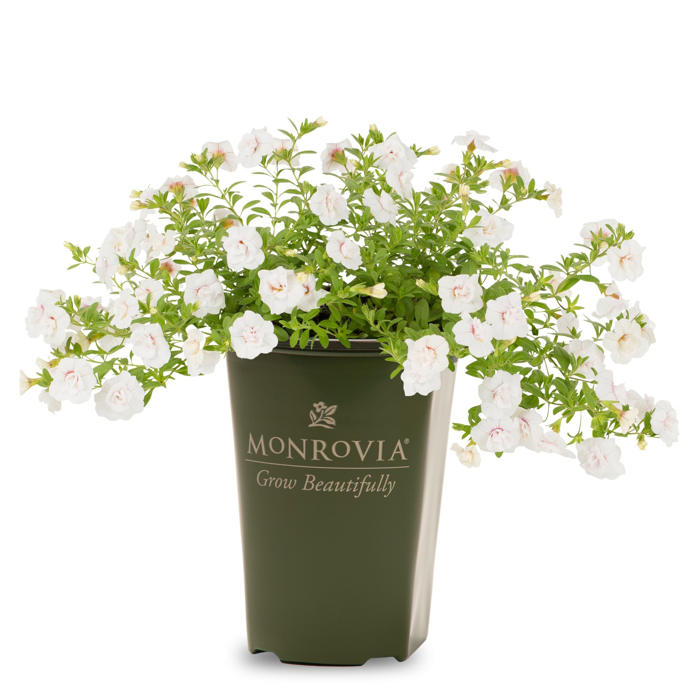 Monrovia White Minifamous Uno Double White Calibrachoa in 1-Quart