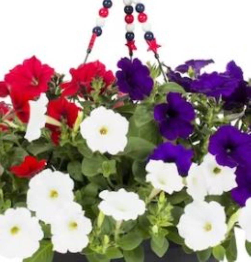 Lowe's Multicolor Mixed Annuals Combo in 1.5-Gallon Hanging Basket in ...