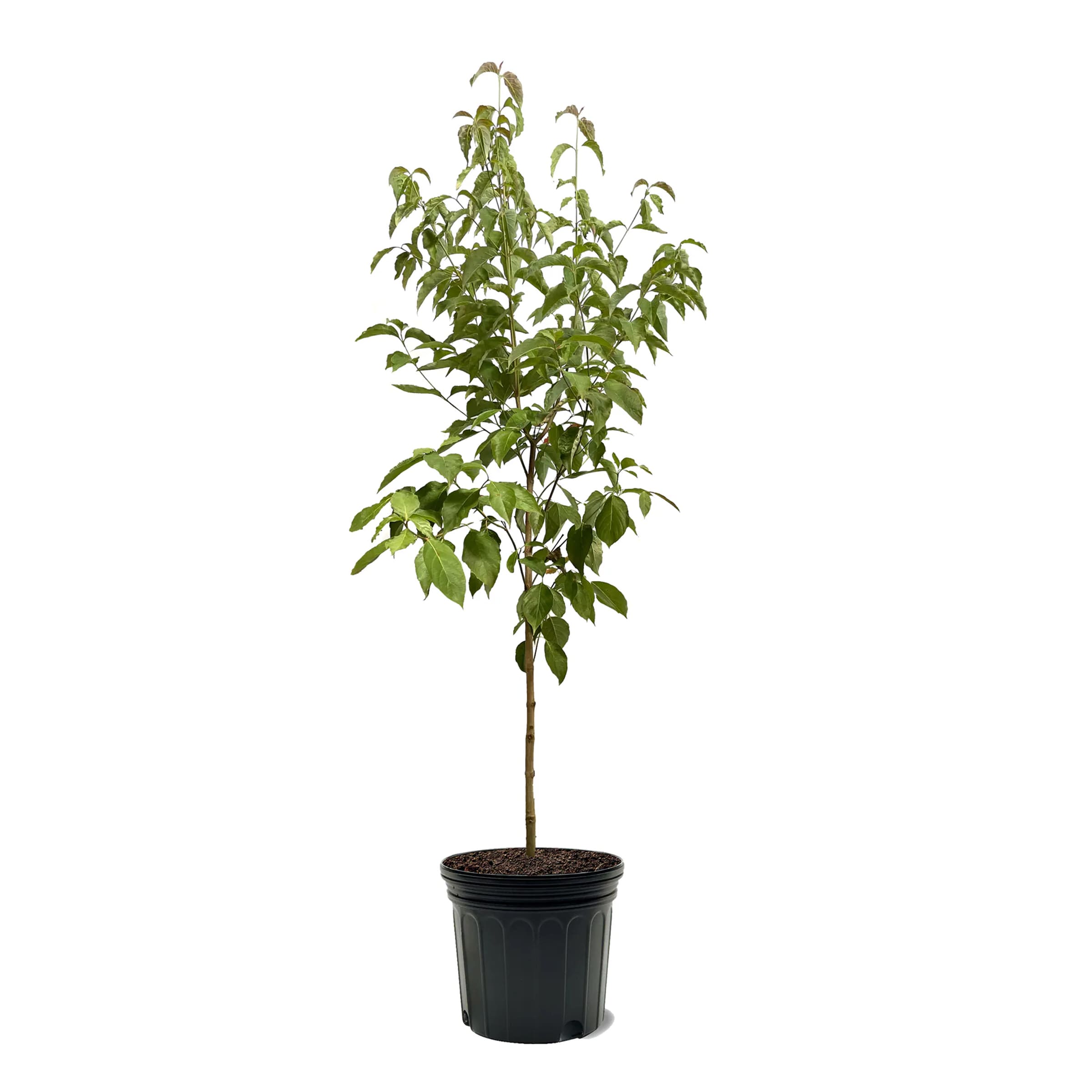 Lowe's NURSERY 6.08 -Gallon White Flowering Flowering Dogwood In pot (with soil)